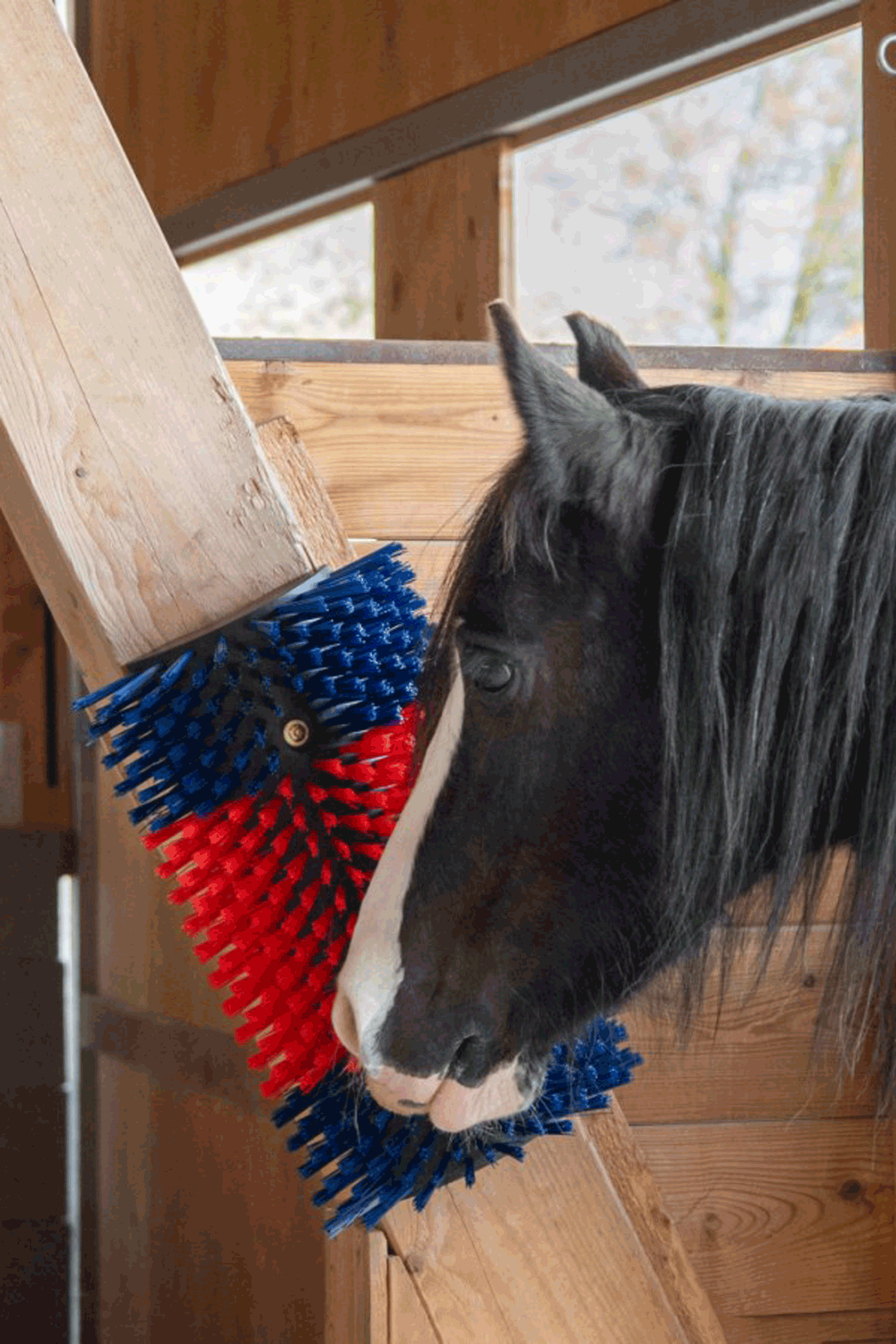 Kerbl XL szczotka do drapania, okrągła