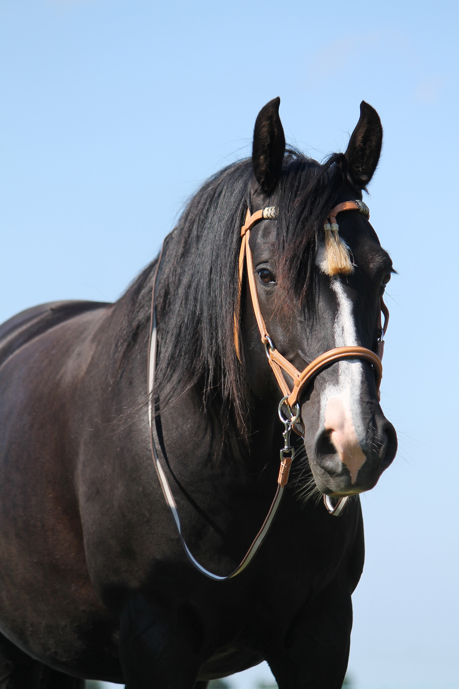 F.R.A. Freedom Riding Articles Shango Sidepull (System 3) Skóra o wyglądzie westernowym
