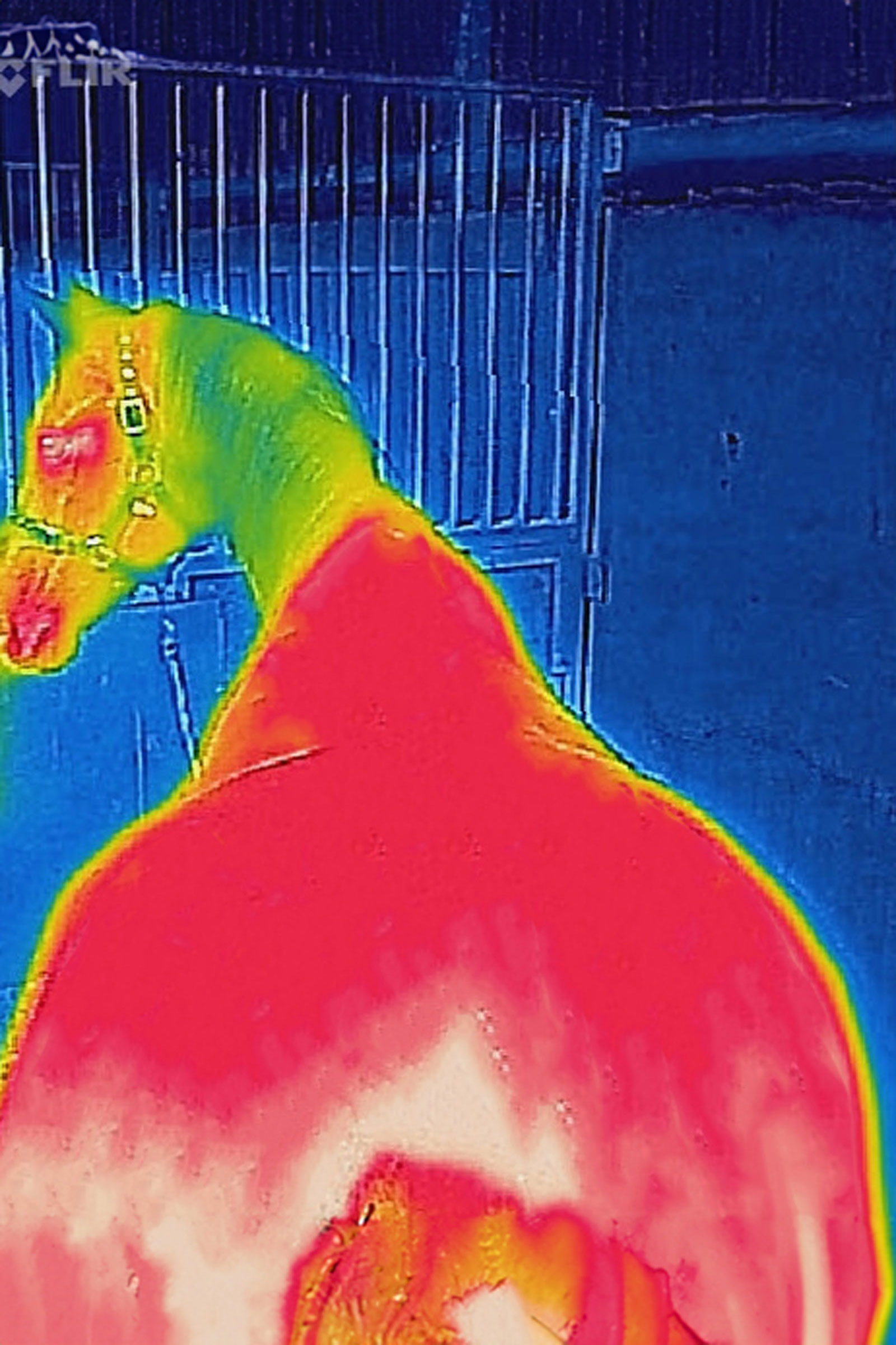 Bucas Therapy Derka chłodząca, 0 g