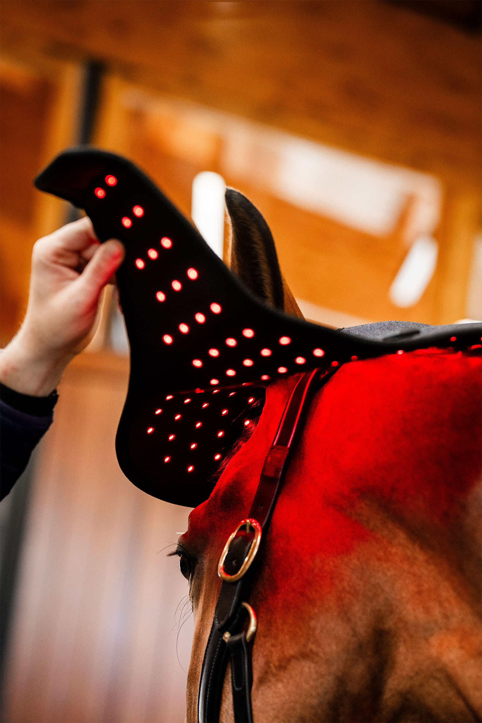 Horseware LED terapeutyczna czapka na potylicę z czerwonym światłem