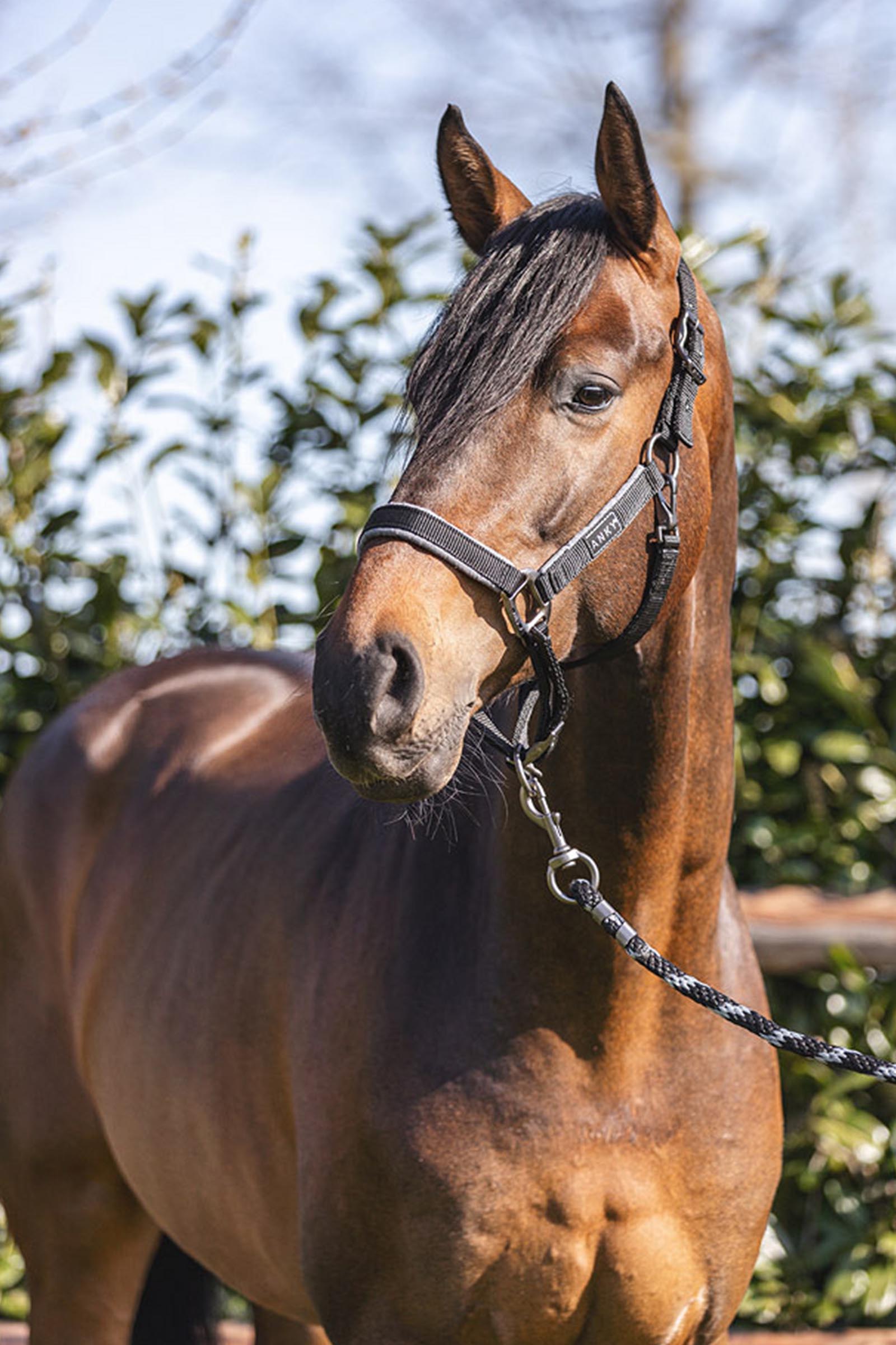 ANKY Kantar Pielęgnacyjny