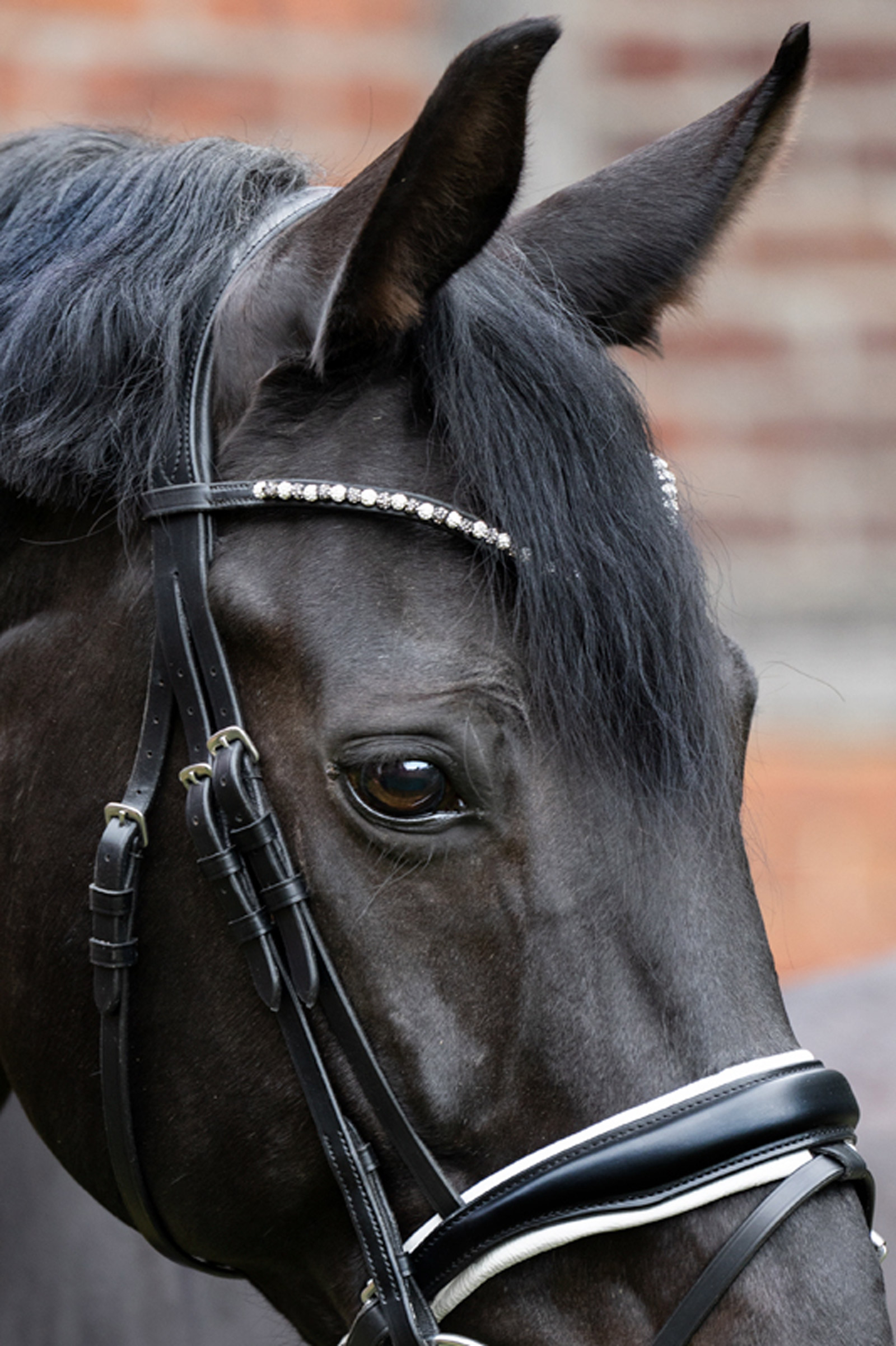 Kavalkade Nachrapnik Pila
