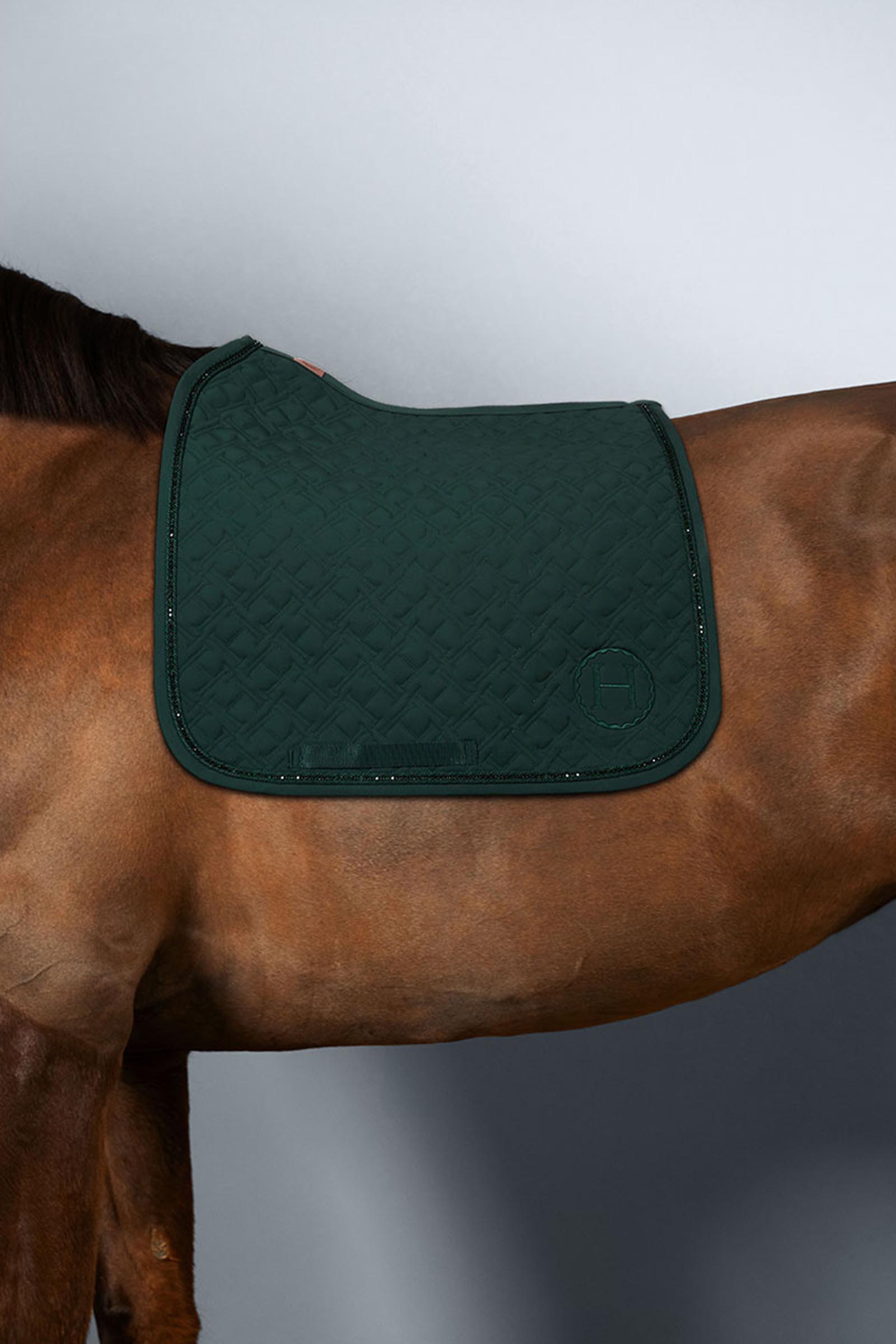 Jungle  Harcour Saphir czaprak pony