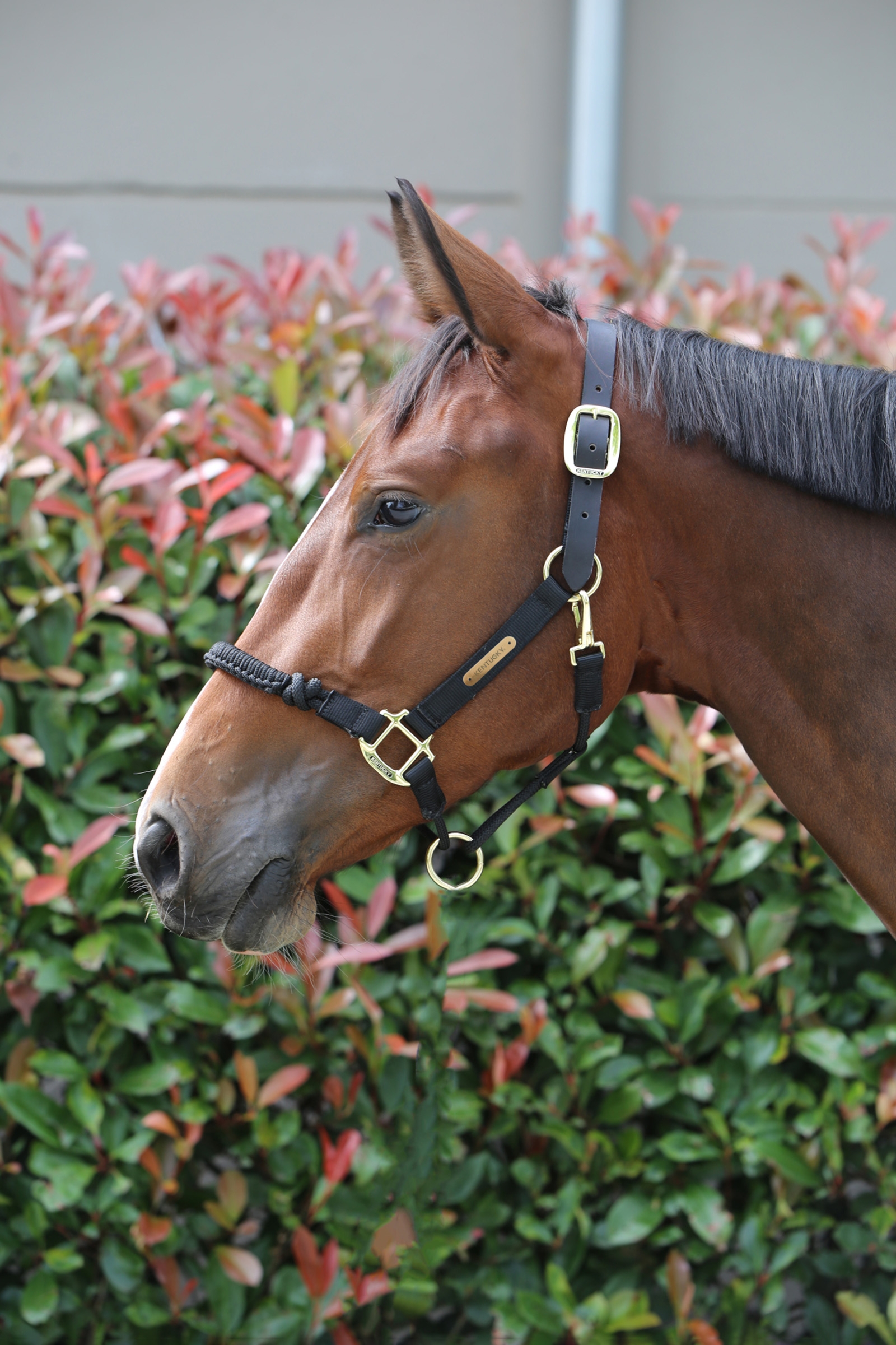 Kantar Kentucky Horsewear Control