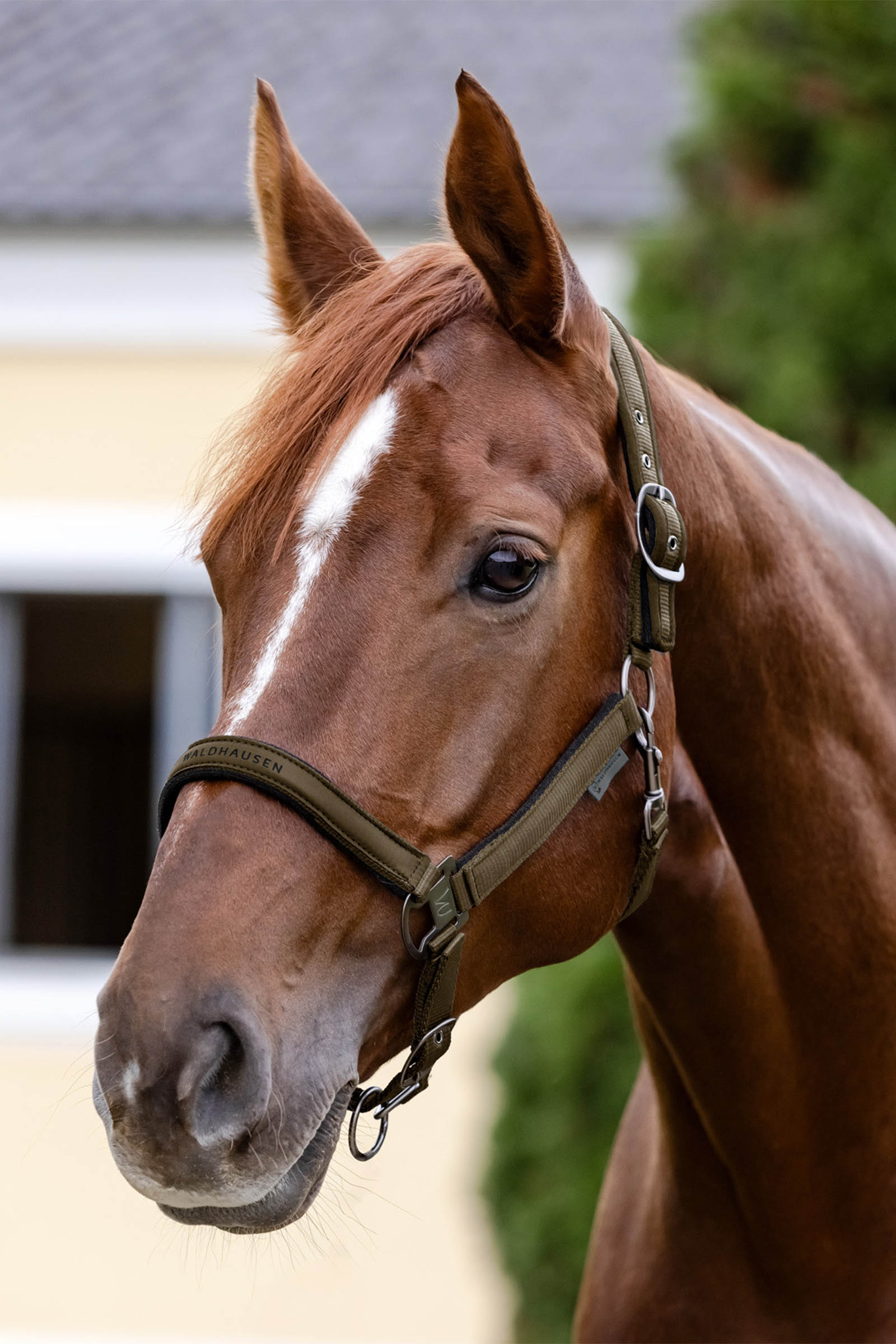 Waldhausen Athletic Kantar