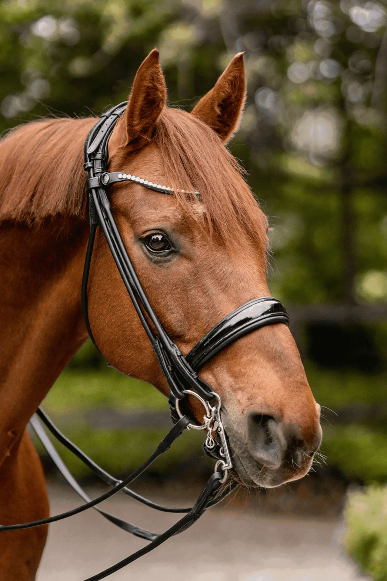 Sprenger Novocontact Weymouth 14mm Sensogan z policzkami ze stali nierdzewnej o długości 5cm