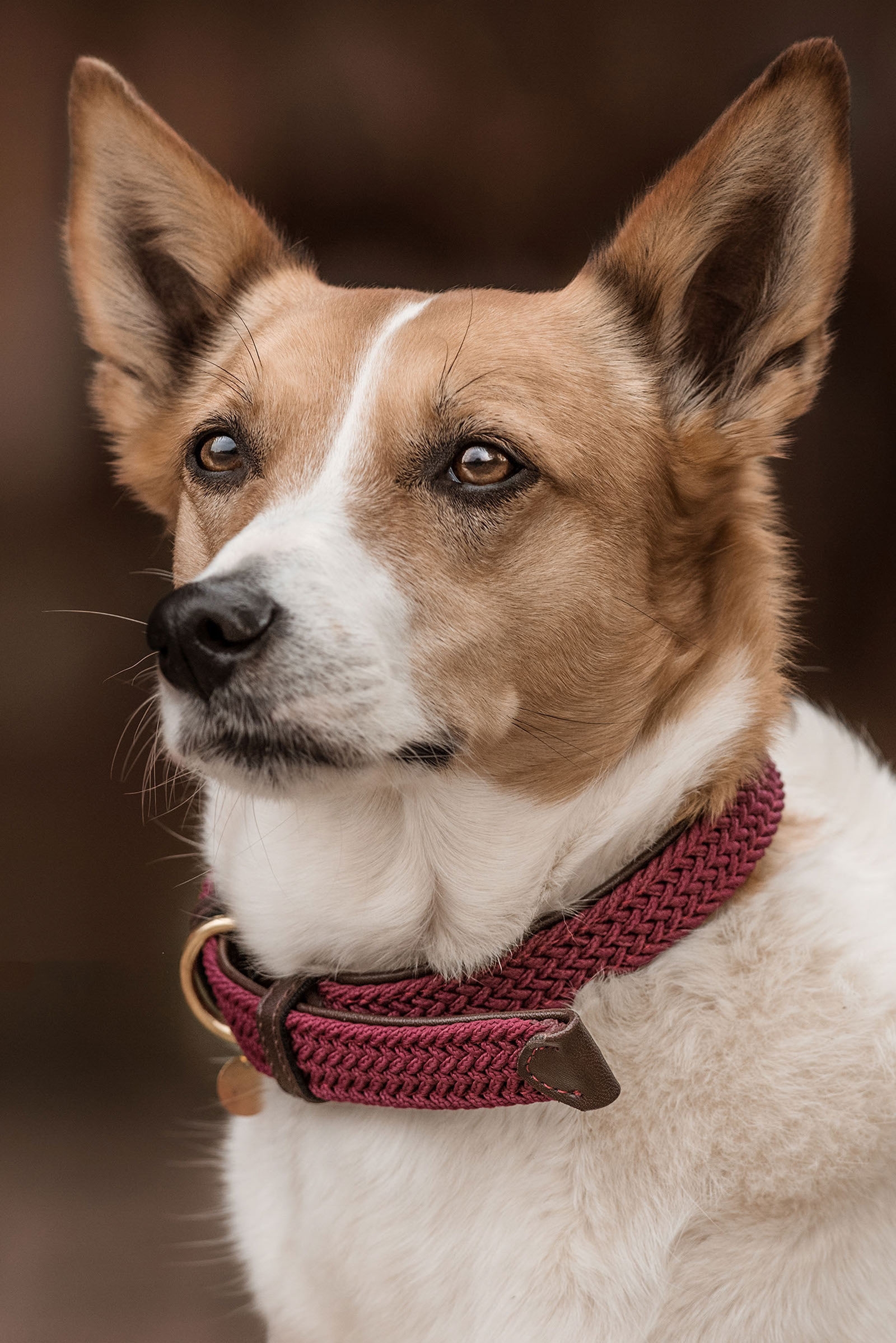 Dark Red Obroża dla psa pleciona, nylonowa Kentucky Dogwear