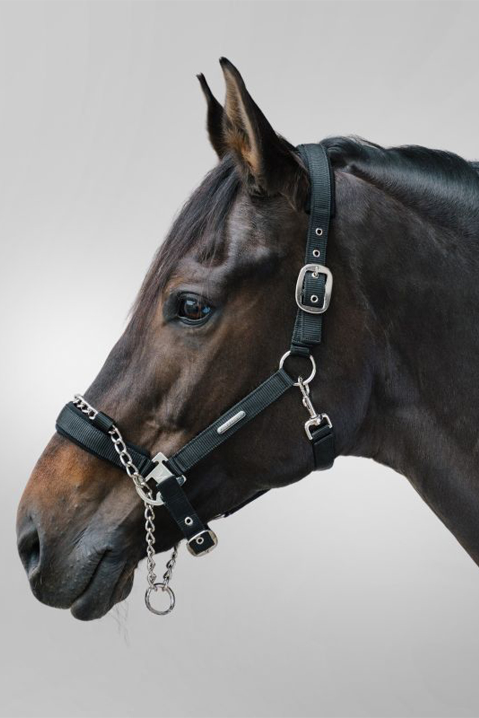 Waldhausen Pro Safety ogłowie