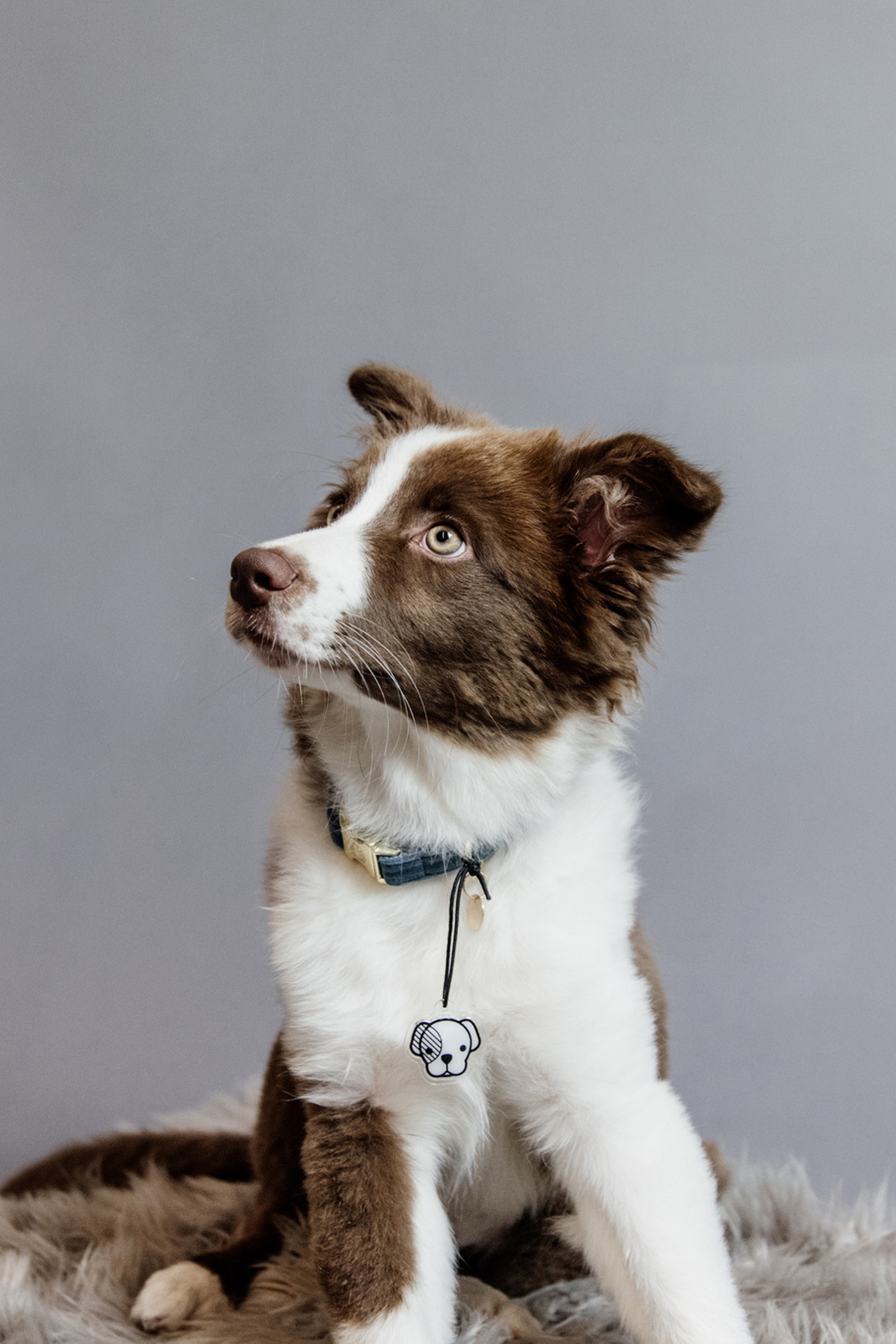 Emerald Green Obroża dla psa Kentucky Dogwear Velvet