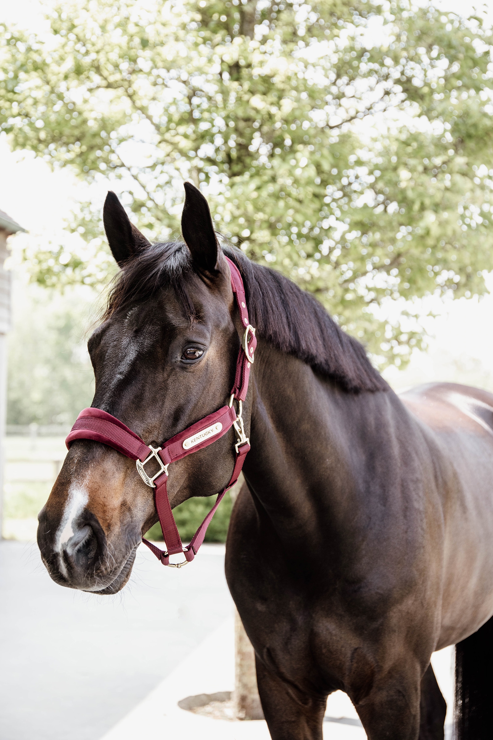 Kentucky Horsewear Aksamitny kKantar