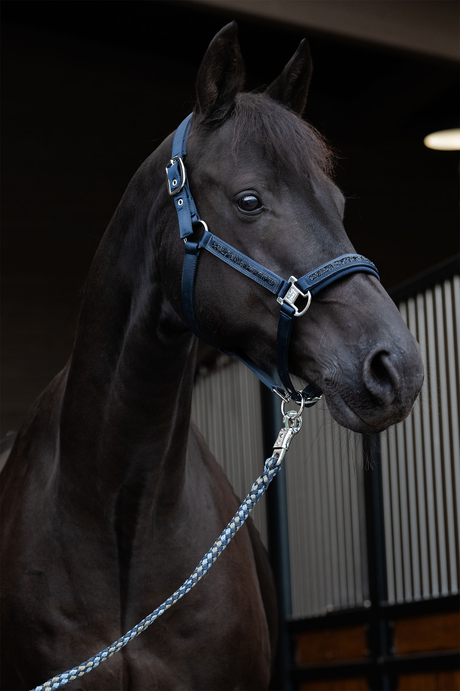 Eskadron Classic Sports SS25 Mattgloss Jewel Double Pin kantar