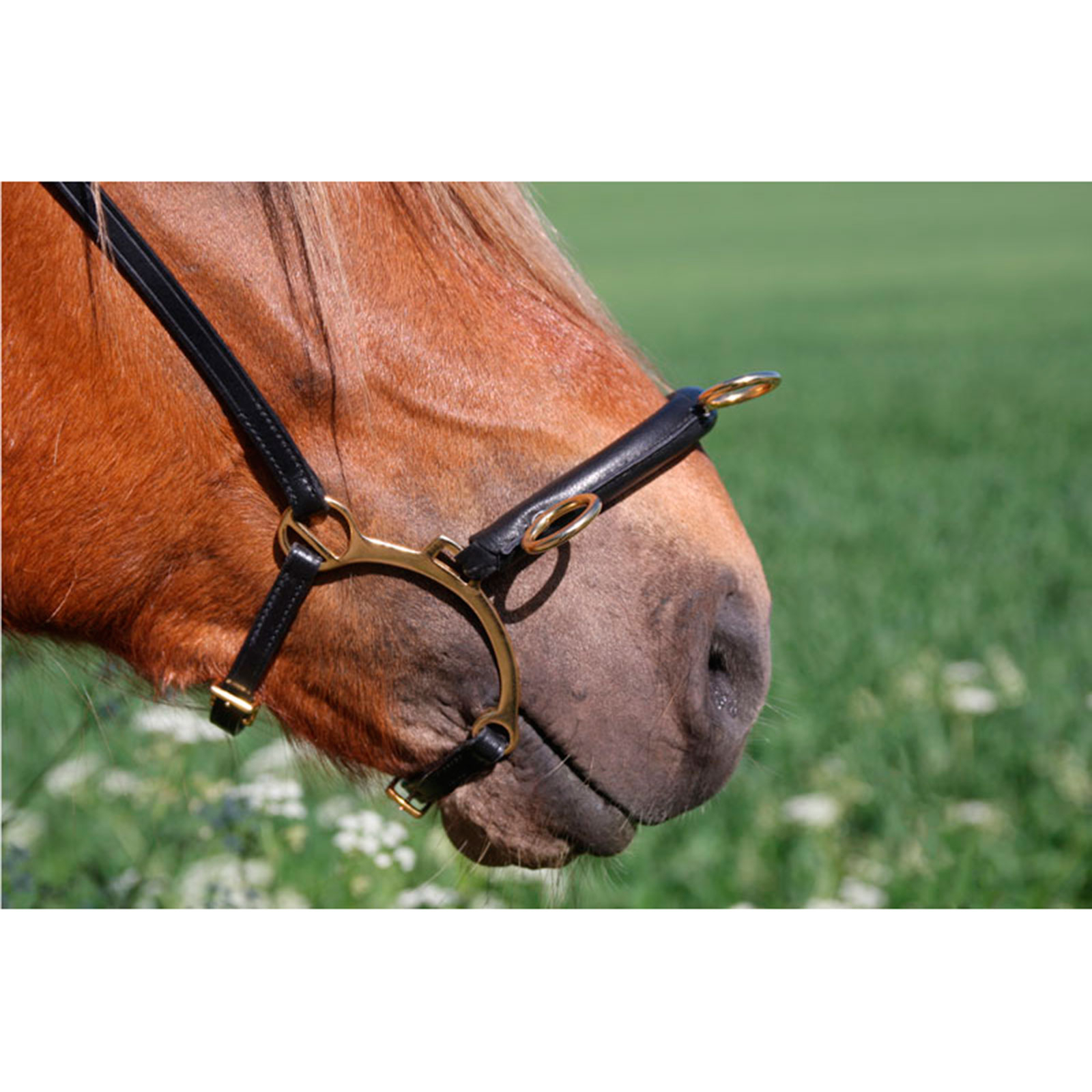 Karlslund Riding kapsun w. bar