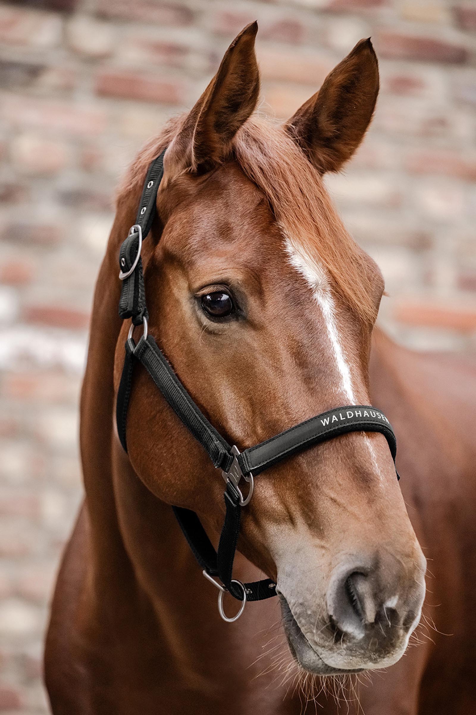 Waldhausen Athletic Kantar