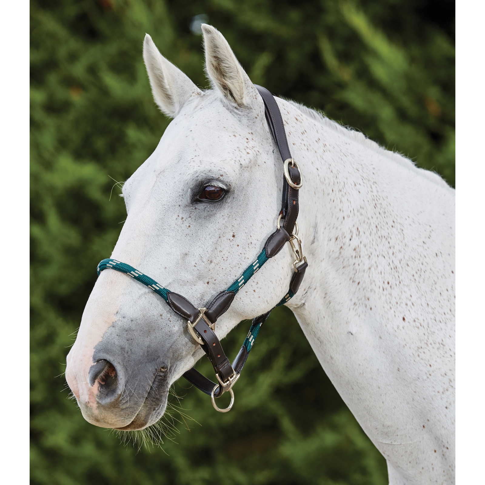 Hunter Green/Brown Skórzany kołnierz ze liny Kincade