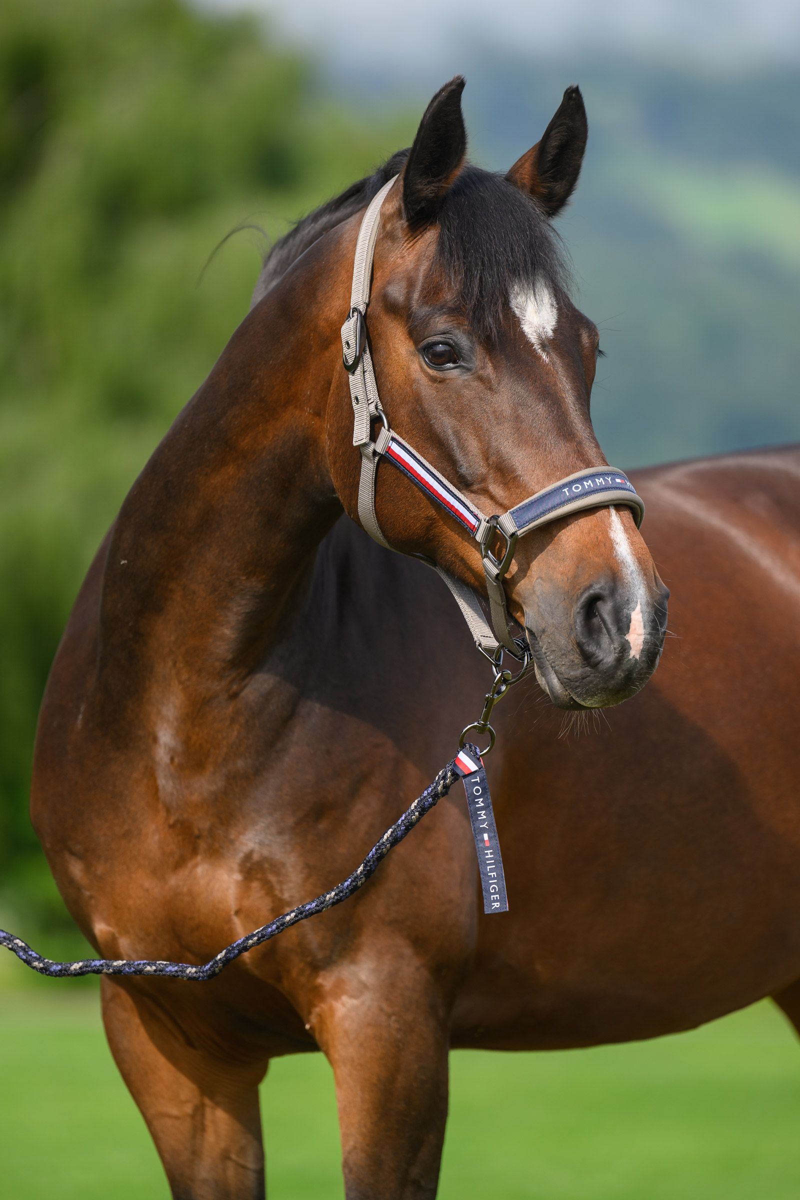 Ash Tommy Hilfiger Equestrian Yale zestaw kantara i uwiązu