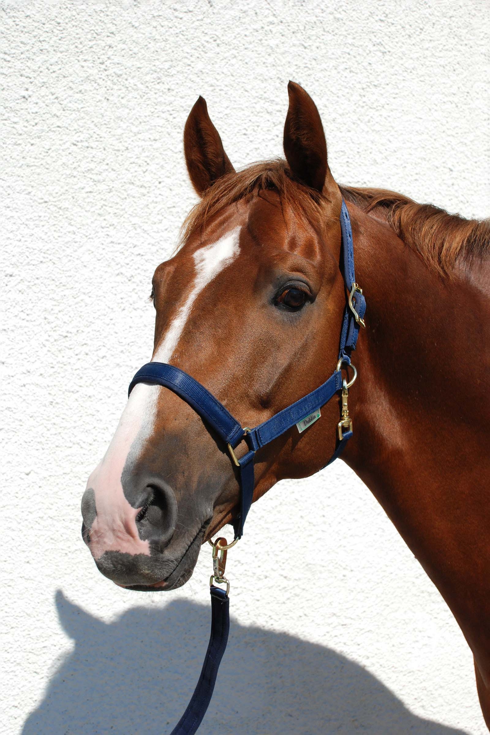 Dark Blue/Dark Blue Luksusowa wyściełana kamizelka Bucas Dublin