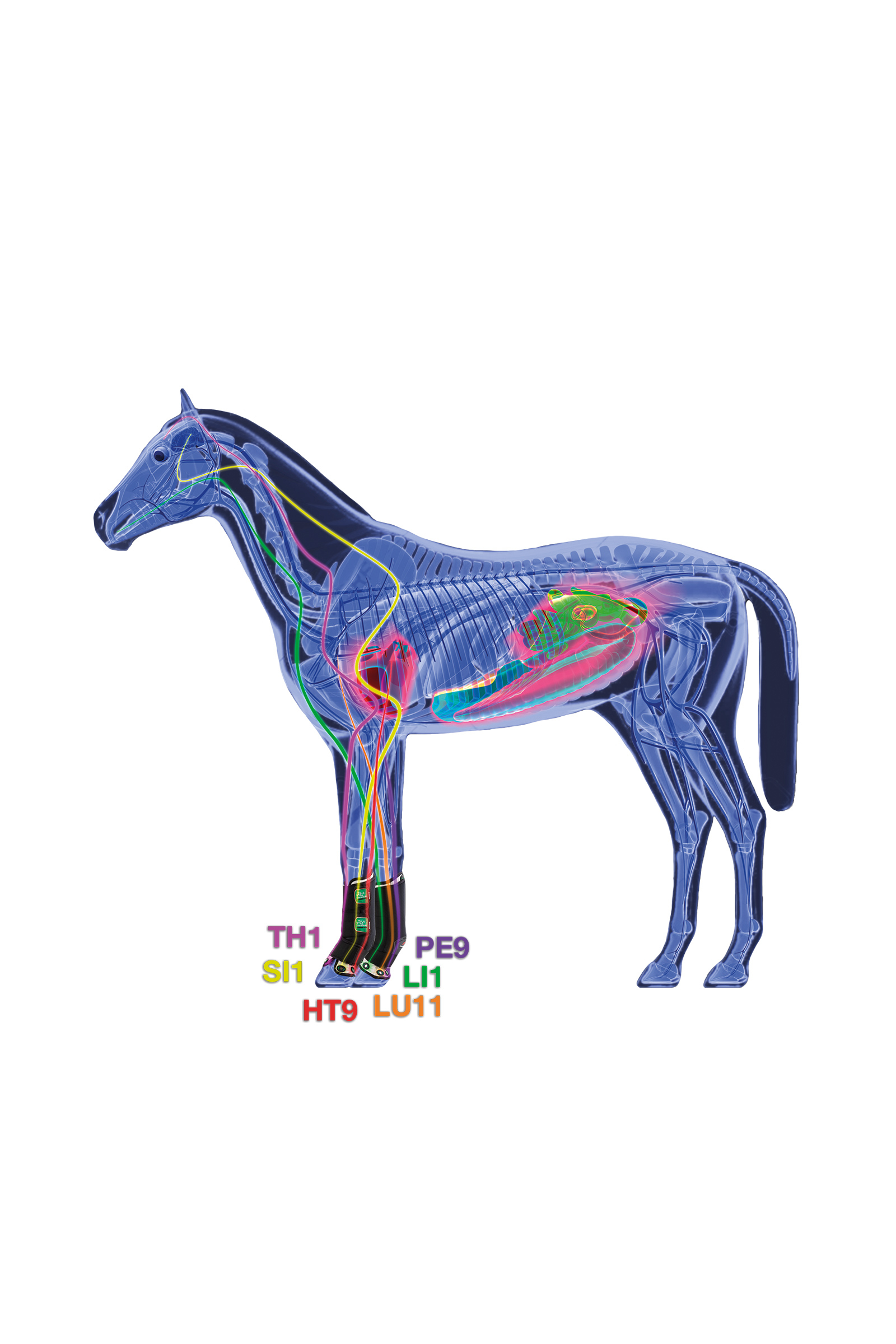 Zandona Therapeutic Support Boot Air z przodu