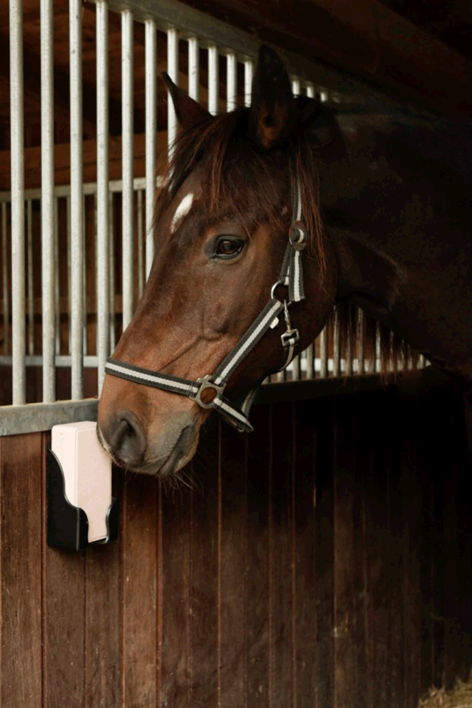 Uchwyt na prostokątne lizawki Kerbl
