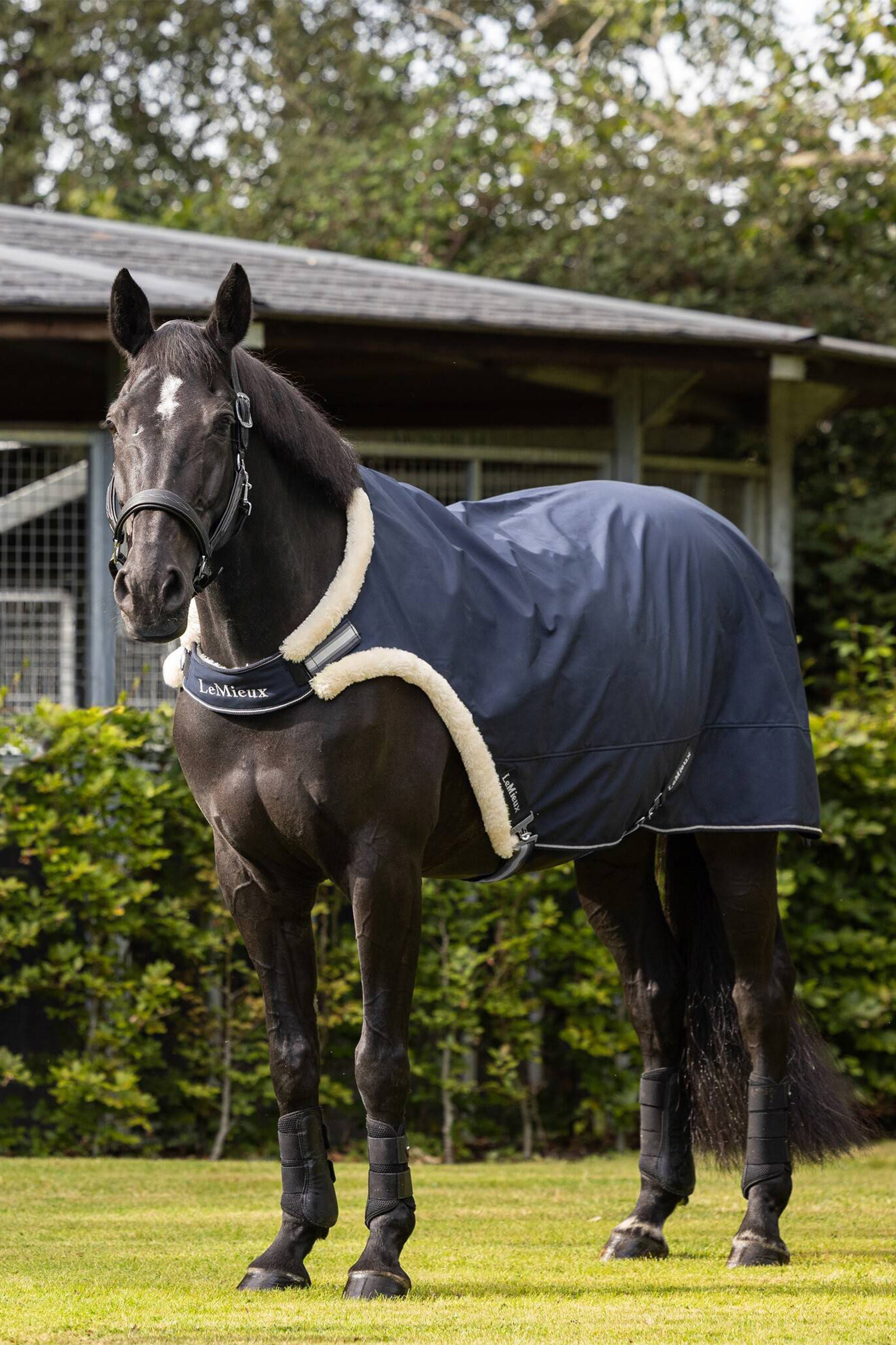 LeMieux Kołnierz prowadzący