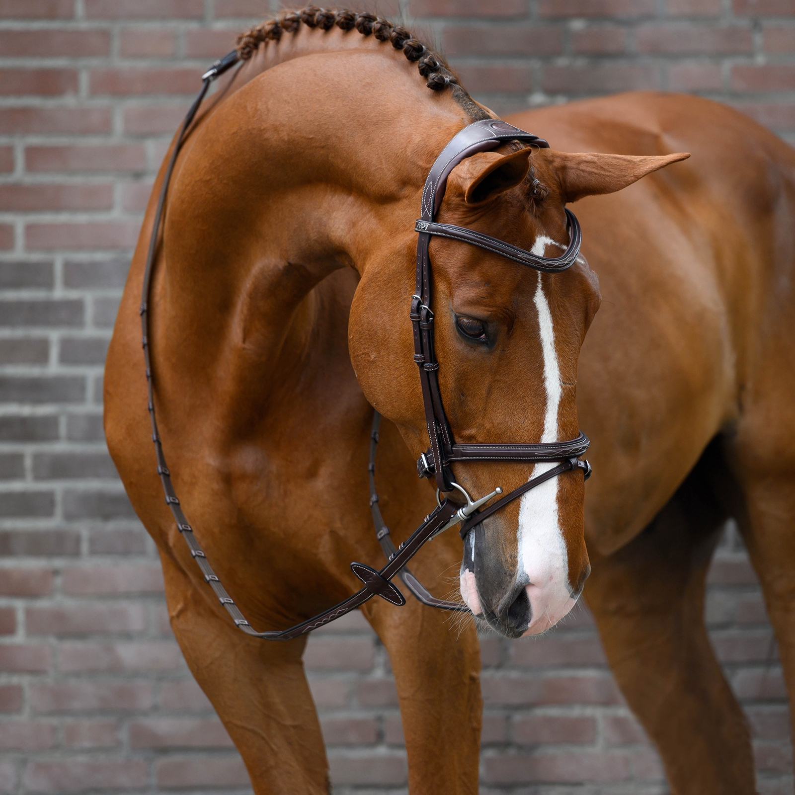 PS of Sweden Stockholm ogłowie