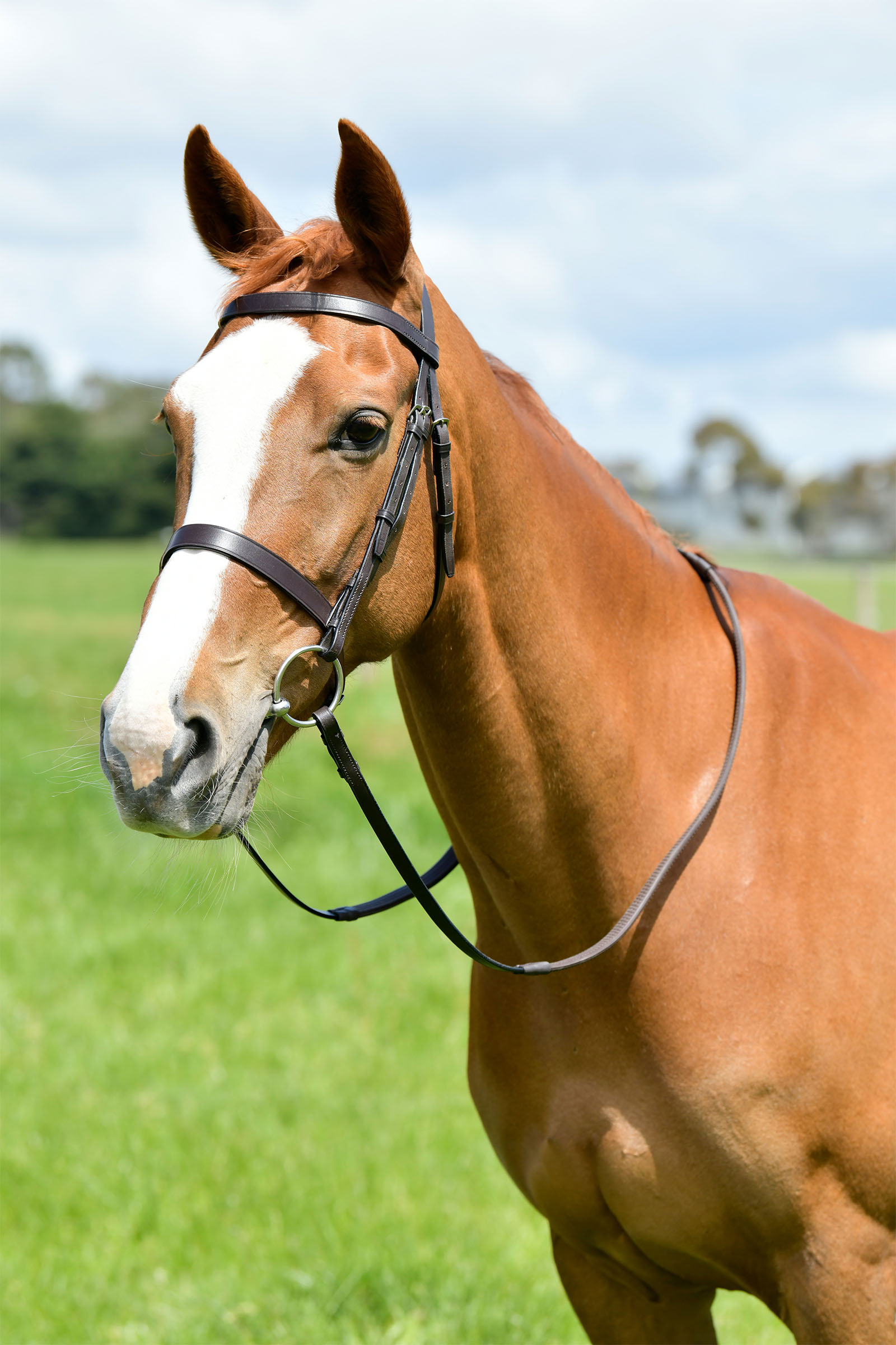 Kincade Classic płaskie ogłowie myśliwskie z wodzami