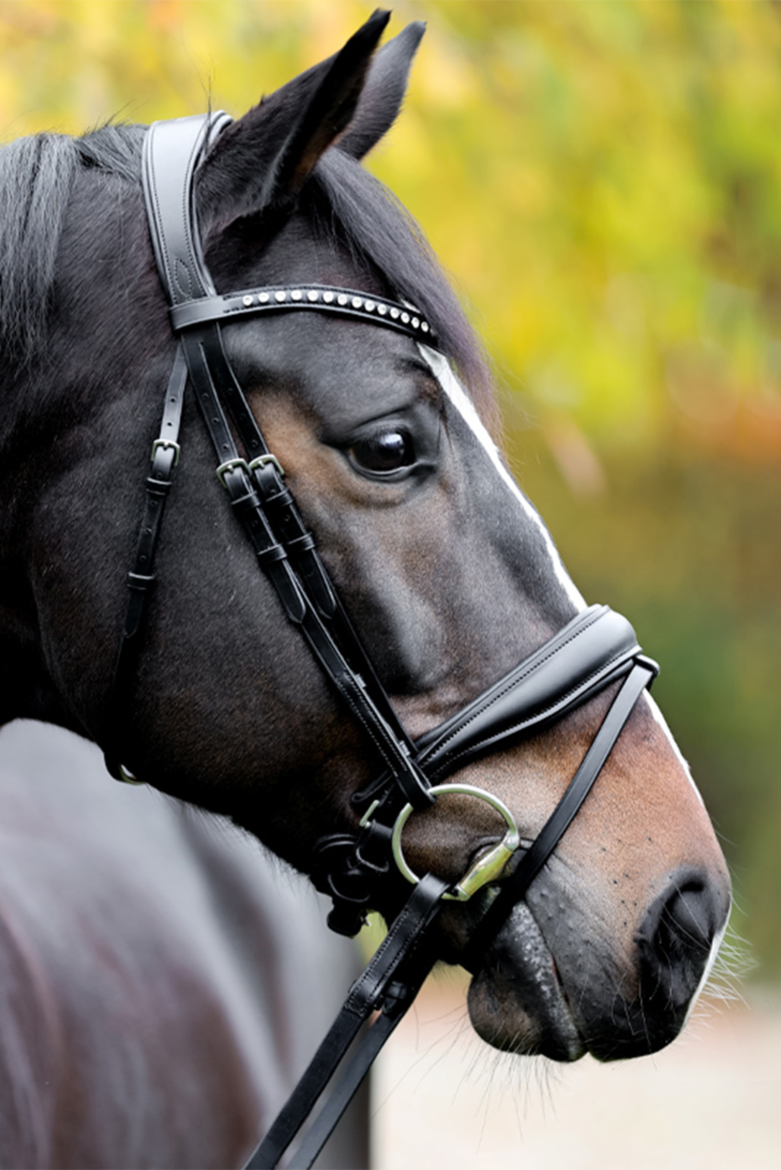 Kavalkade Charlotte Dressage Bridle Crank Noseband