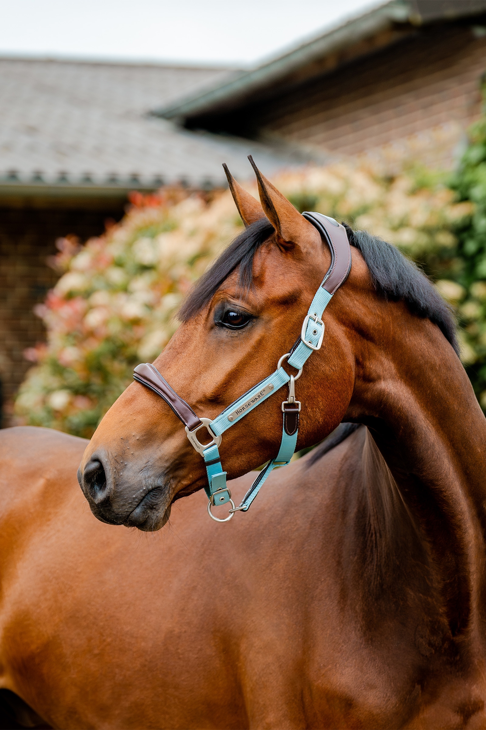 Horseware Signature Show Halter