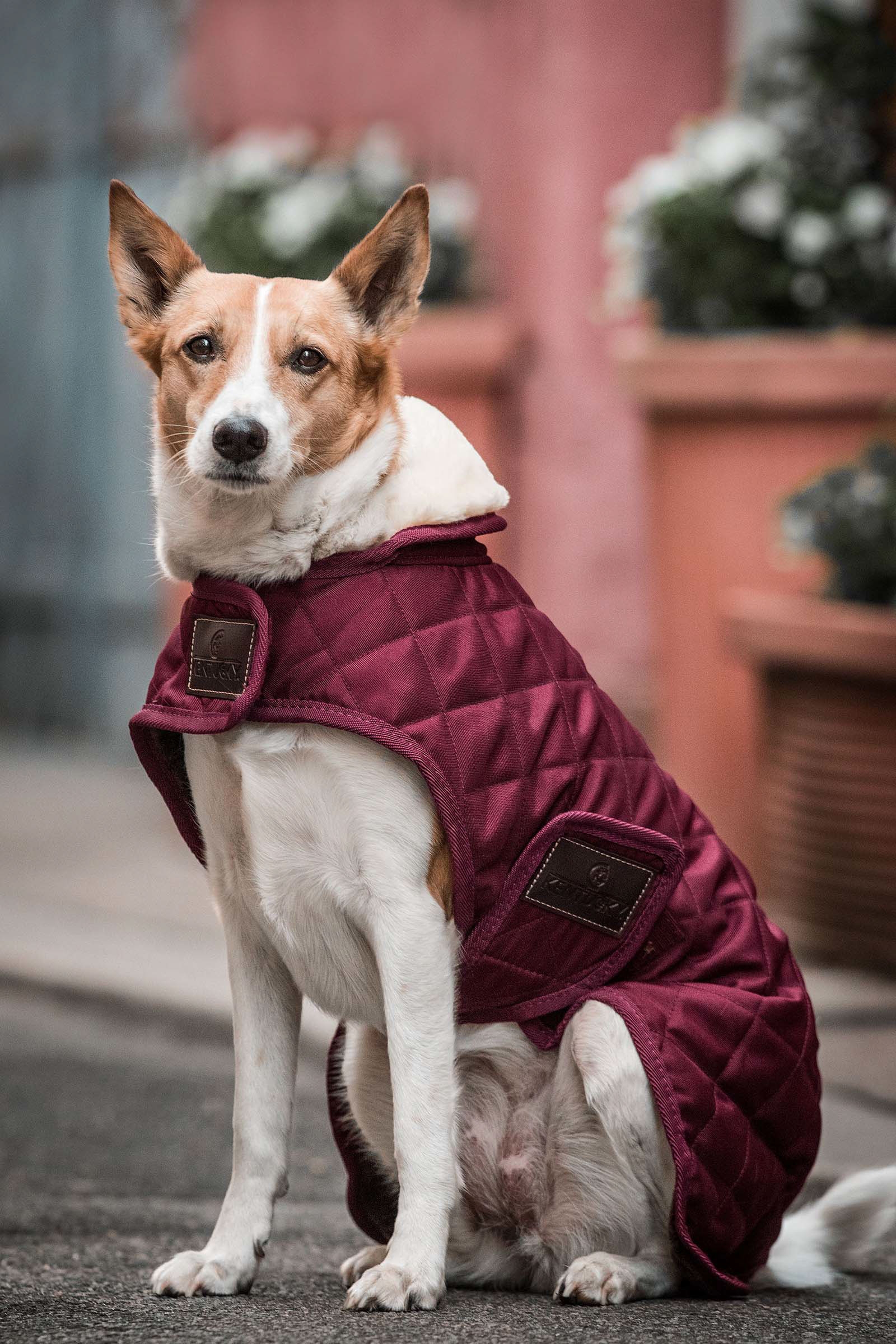 Dark Red Derka dla psa Kentucky Dogwear