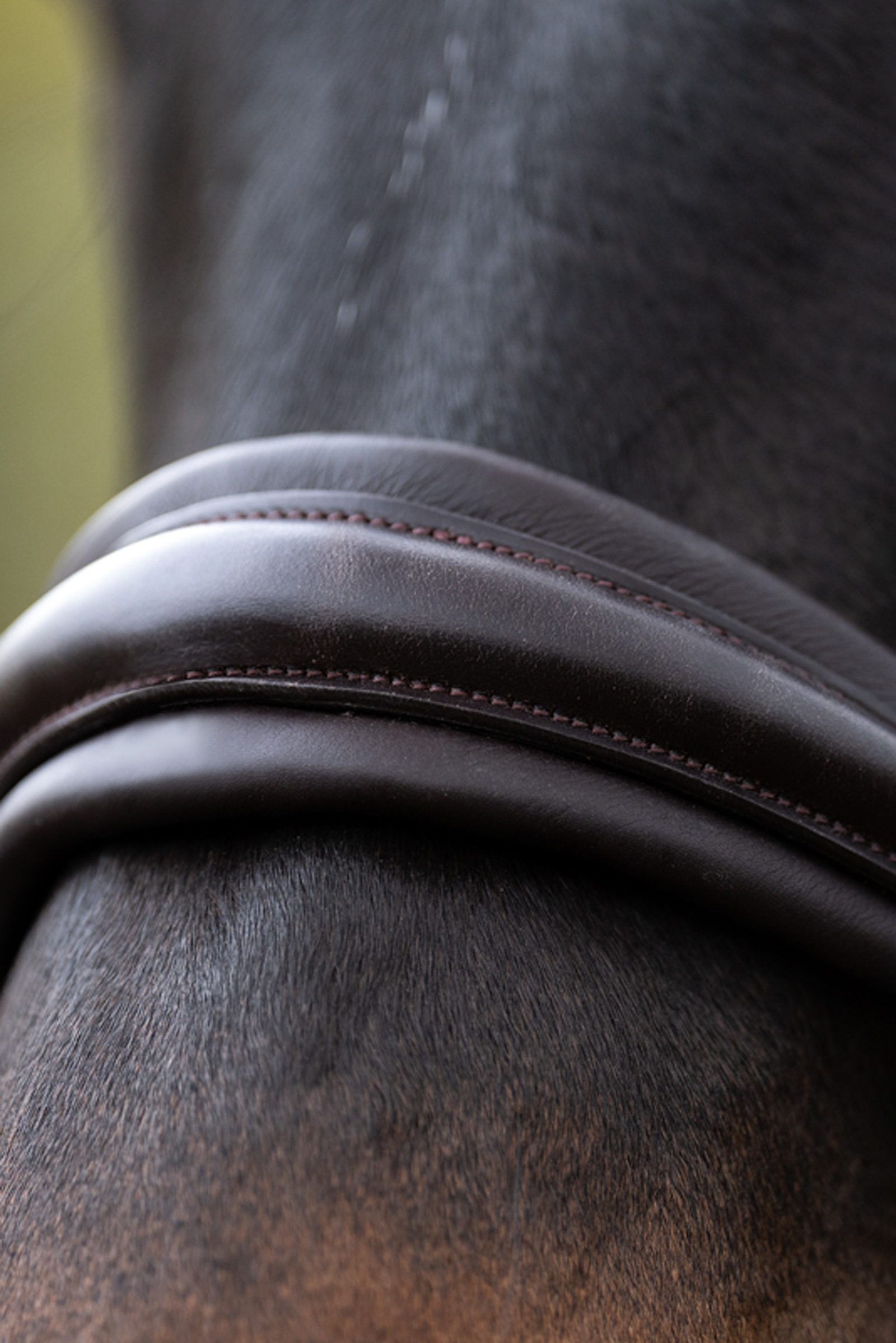 Kavalkade Zora Krank Trense