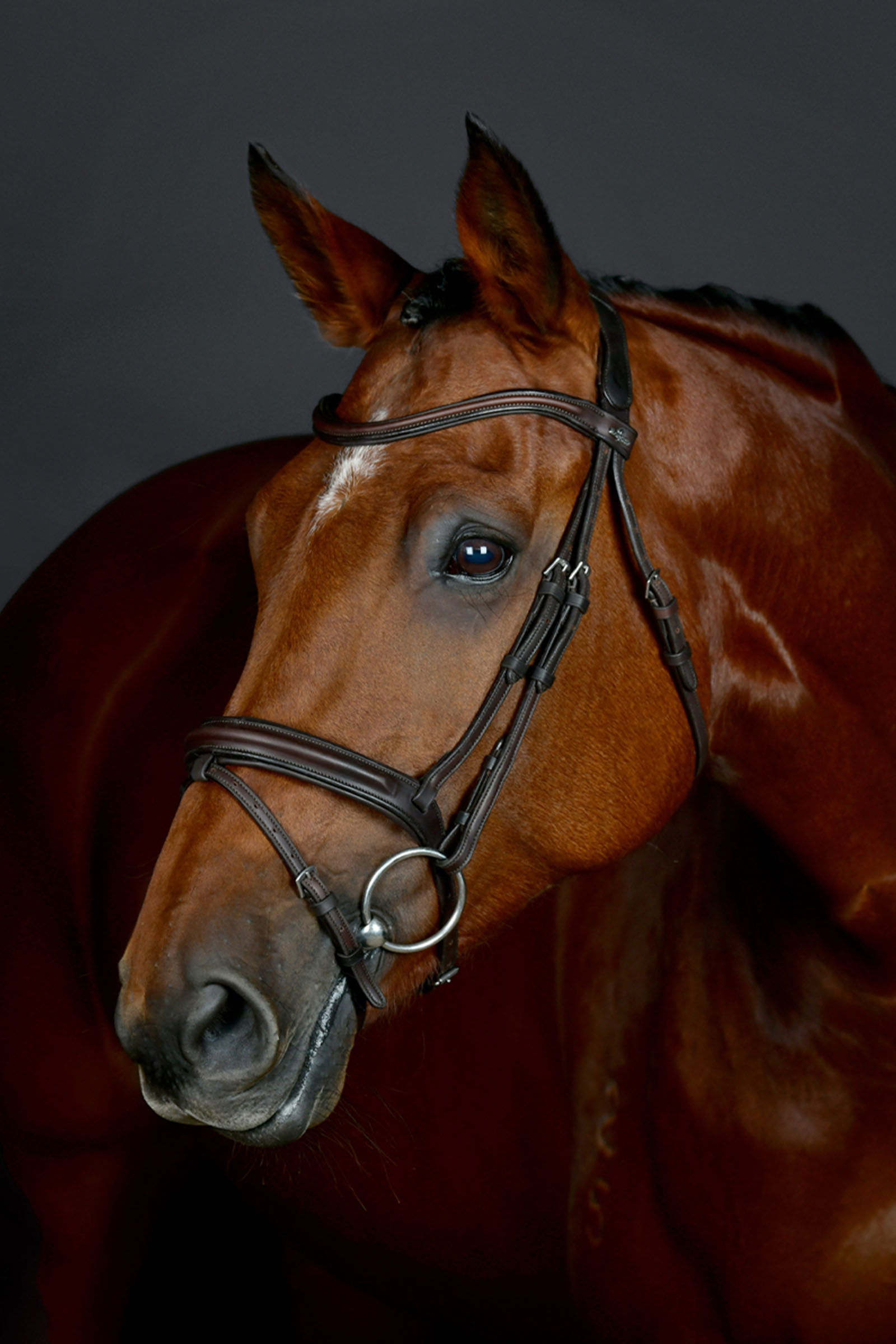 Collegiate Comfitec Opulux proste, wyściełane ogłowie z kombinowanym nachrapnikiem hanowerskim