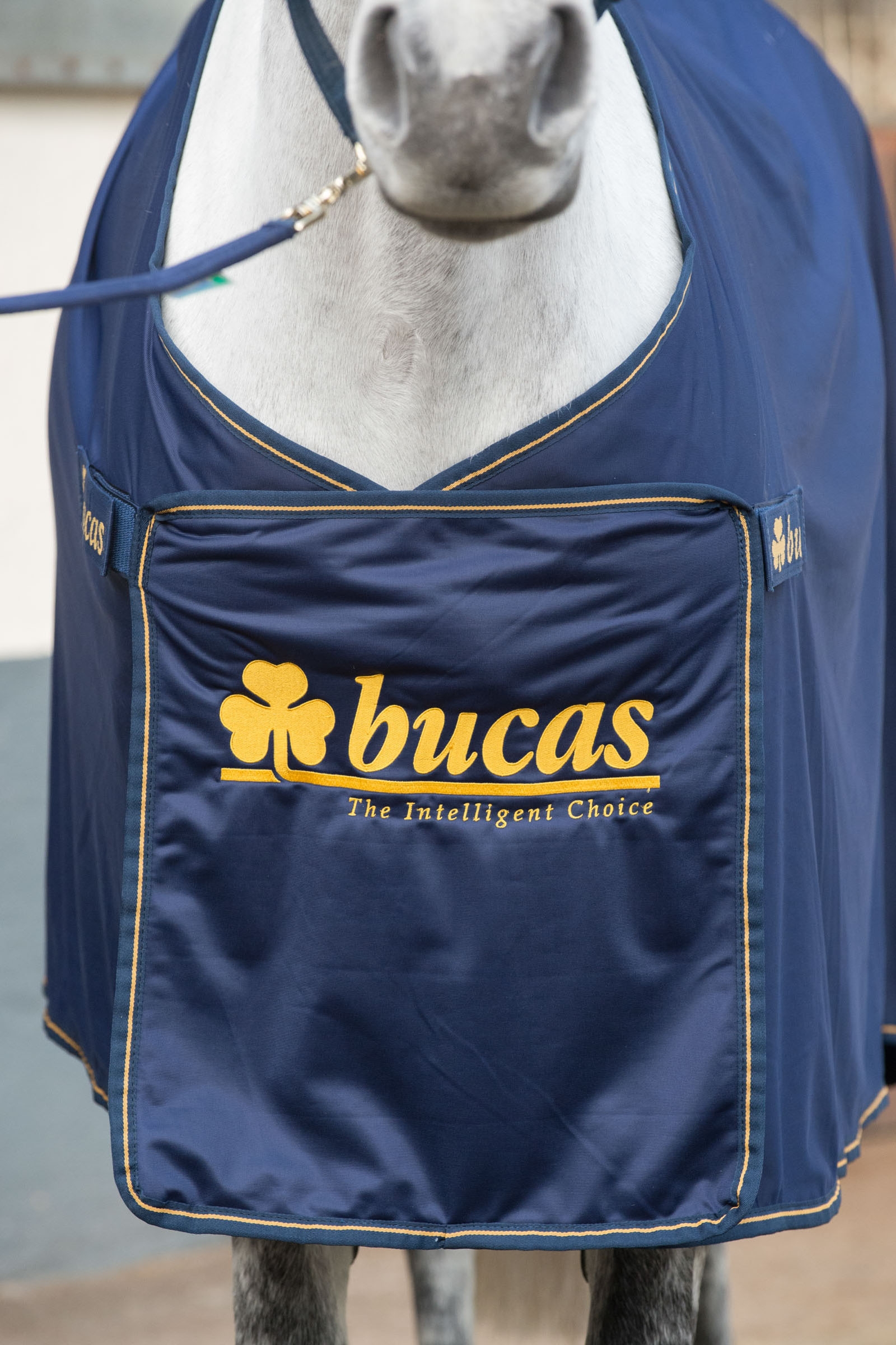 Bucas Panel Prize Cooler