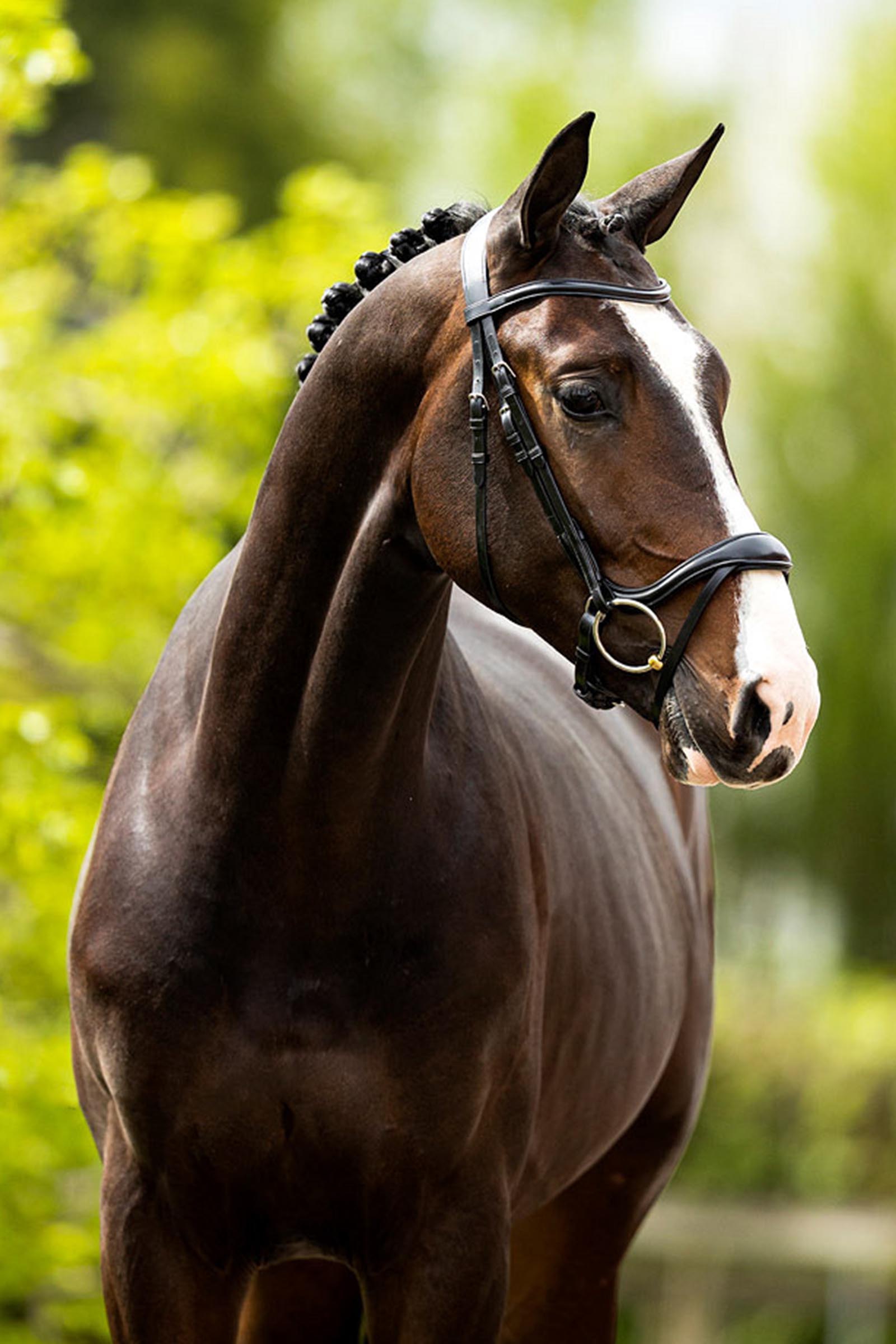 BR Longridge ogłowie