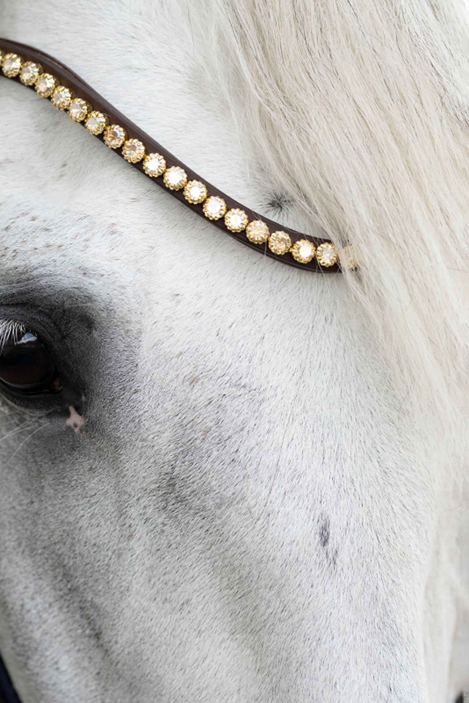 Kavalkade Caliano Angielska Trense
