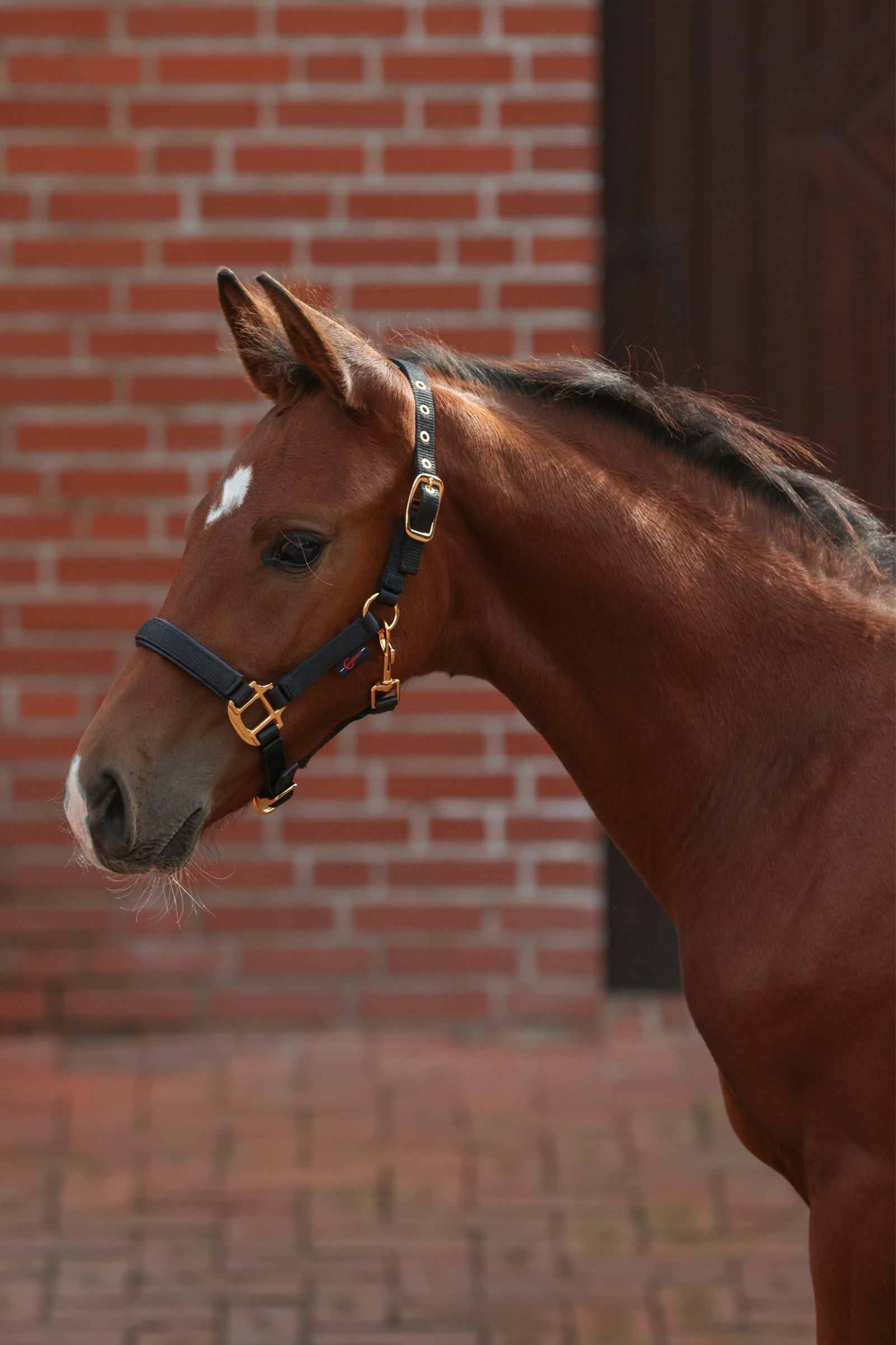Black Covalliero TopLine Kantar dla źrebaka