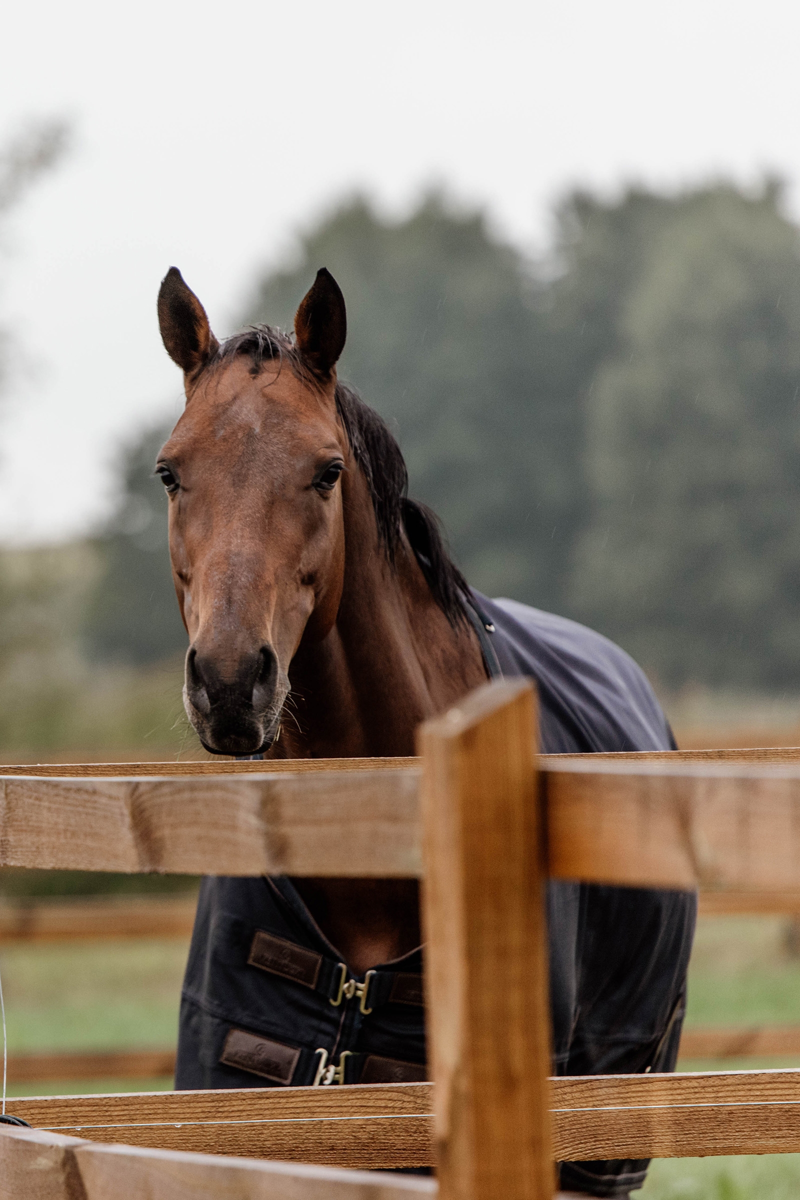 Derka Kentucky Horsewear Turnout na każdą pogodę, 300 g