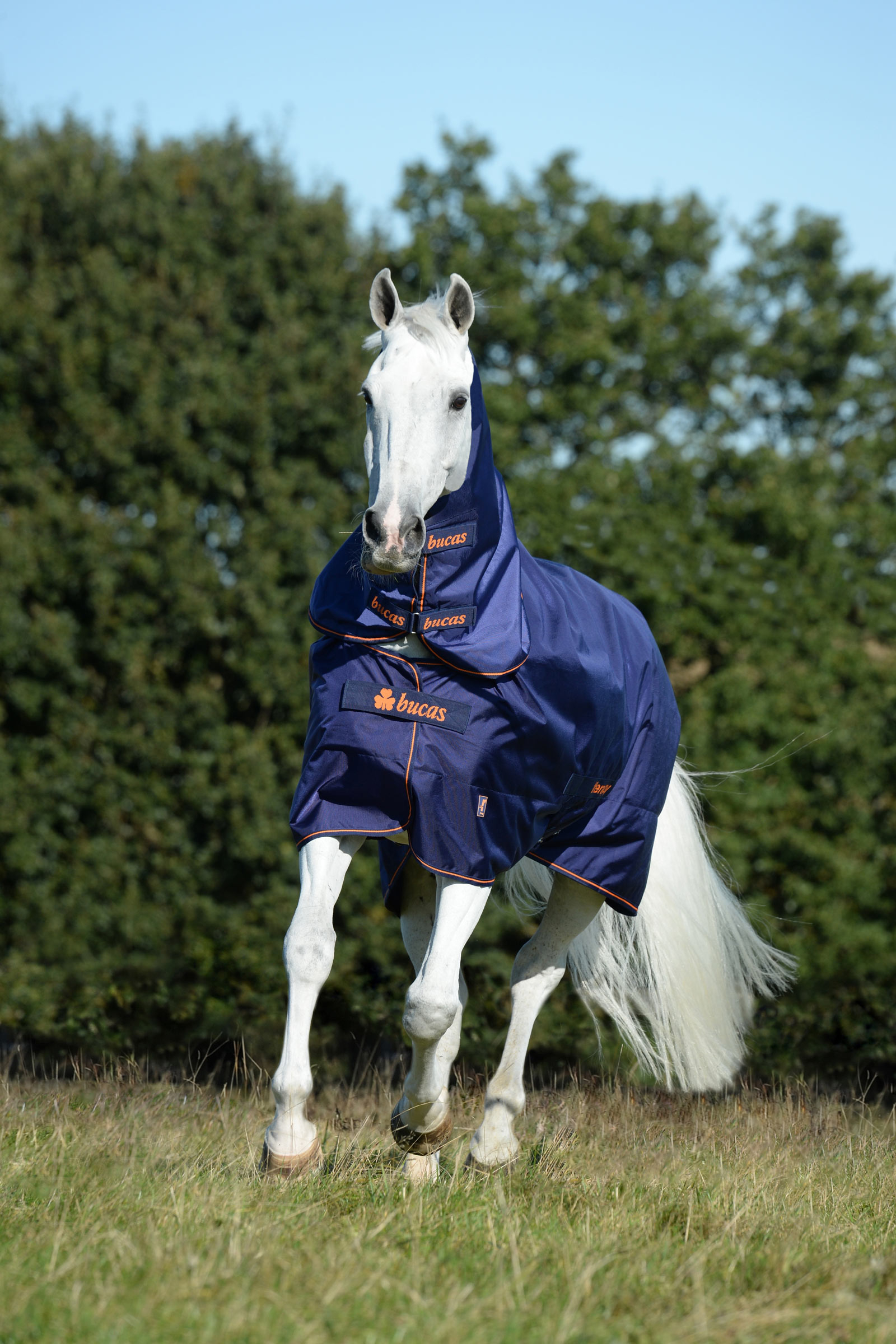 Bucas Therapy kaptur