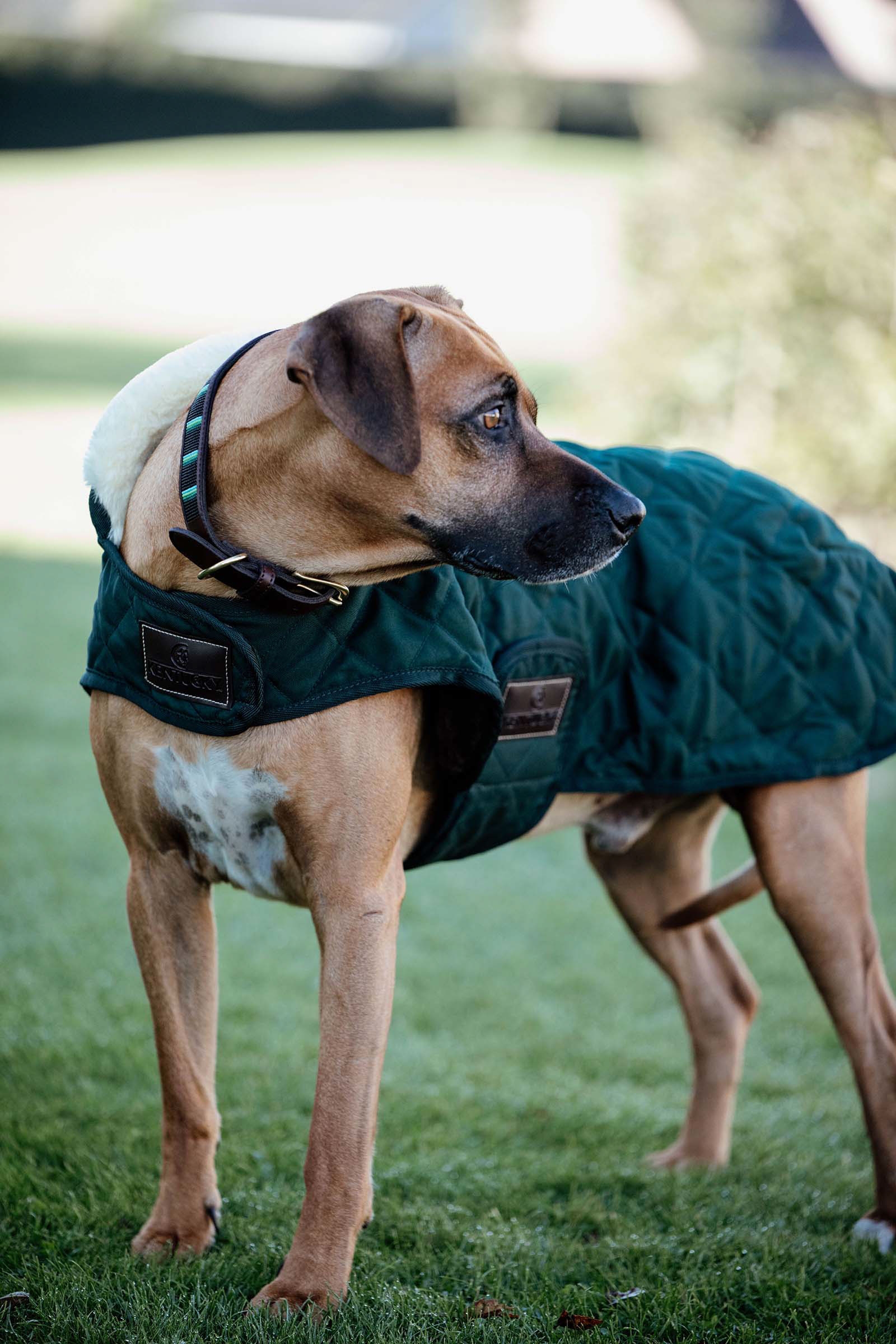 Dark Green Derka dla psa Kentucky Dogwear