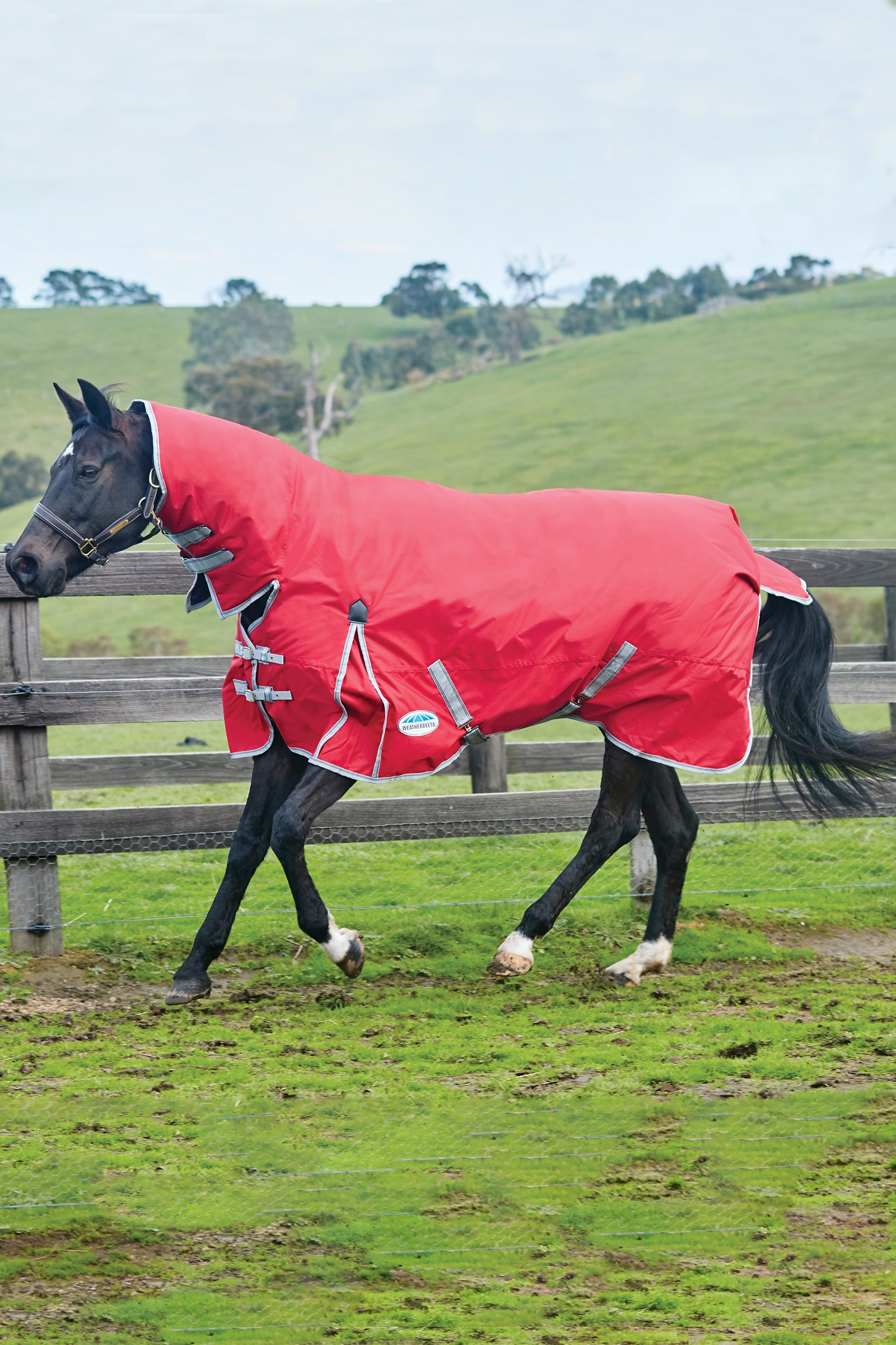Weatherbeeta Comfitec Classic Derki dla konia z wbudowanym kołnierzem, 50g