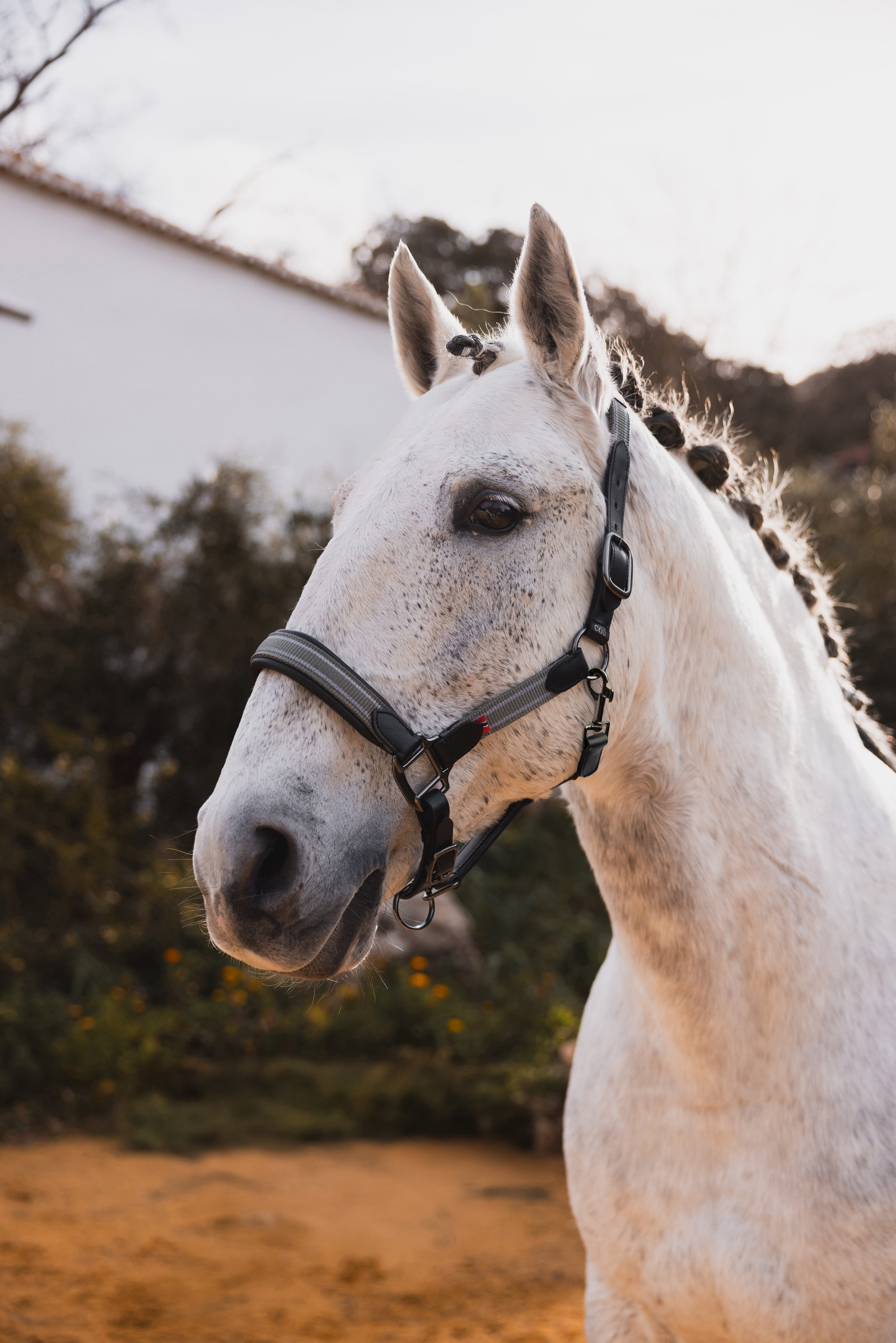 B Vertigo Lennox skórzany kantar