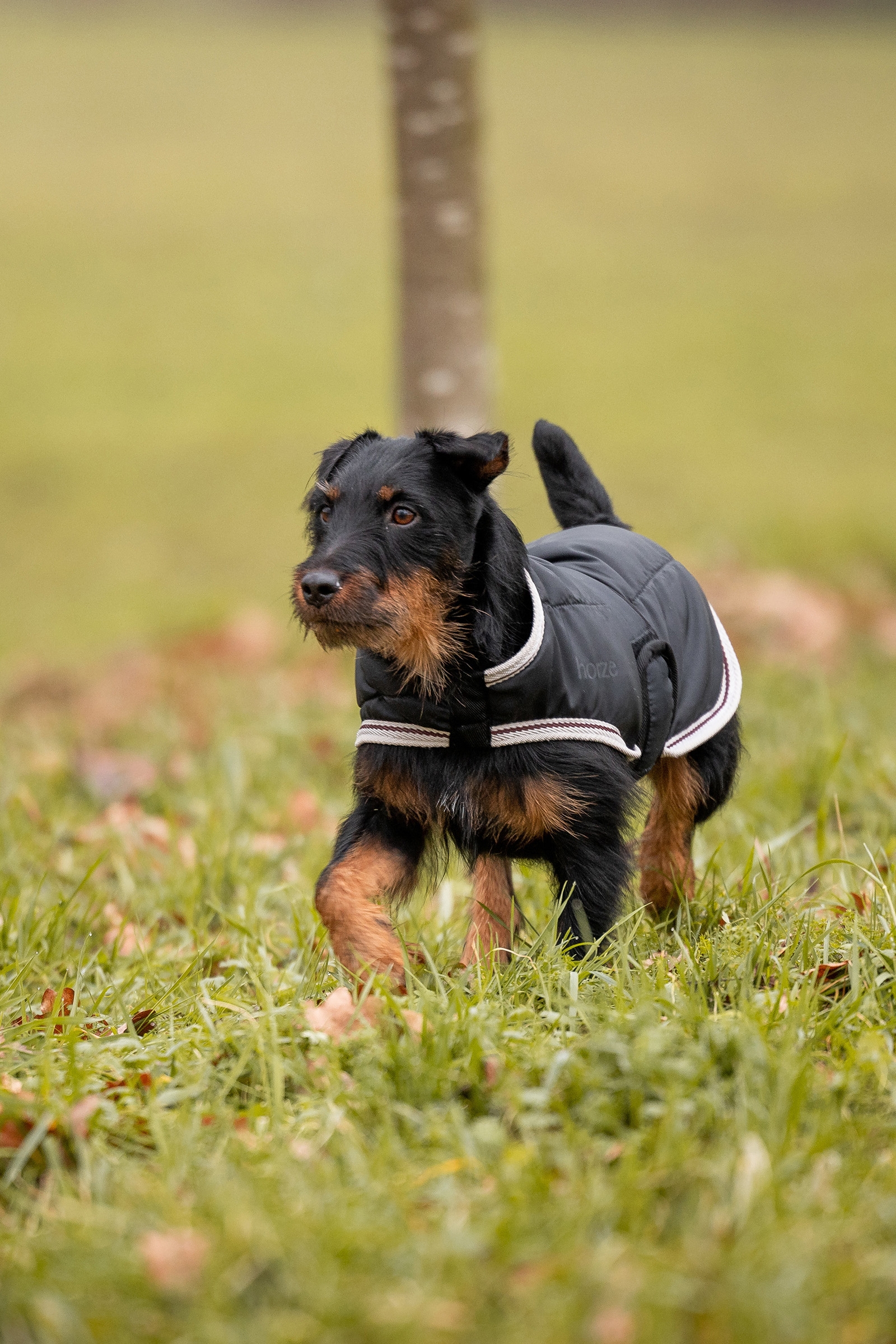 Horze Sudbury Ubranko dla psa 2-w-1, 0g, 100g