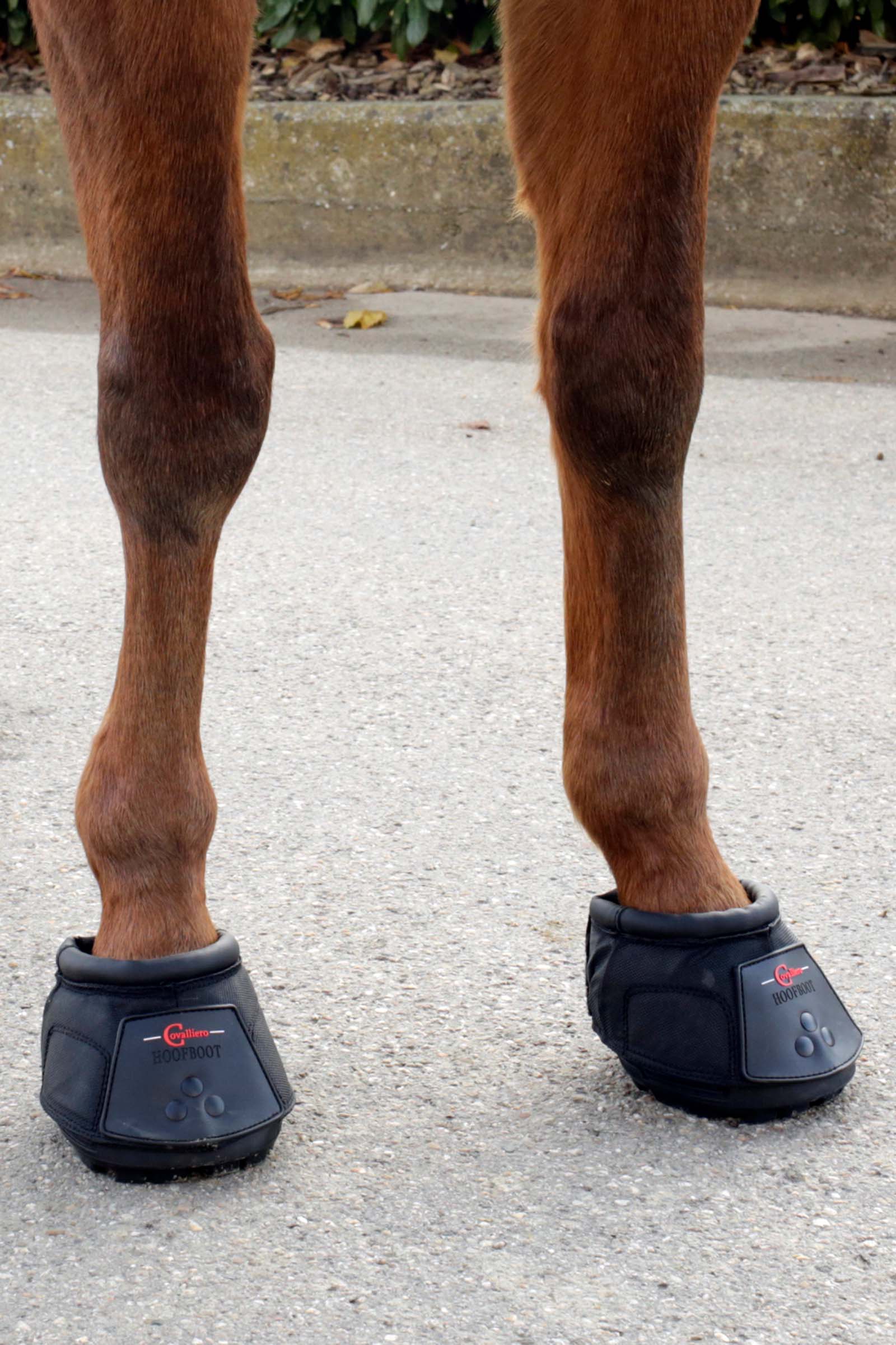 Covalliero But dla konia (1 szt.)