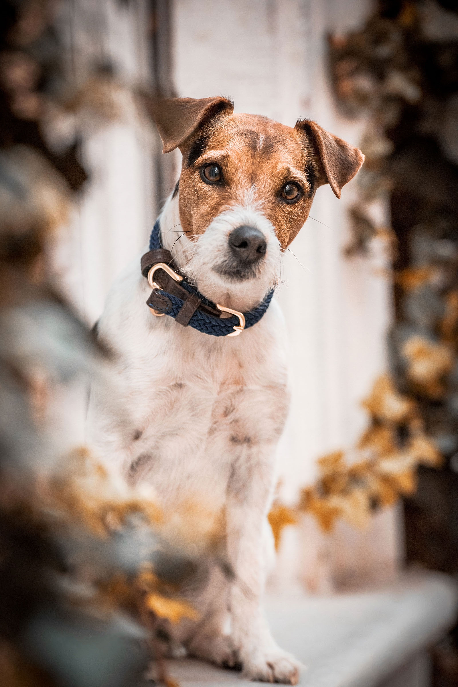 Obroża dla psa pleciona, nylonowa Kentucky Dogwear