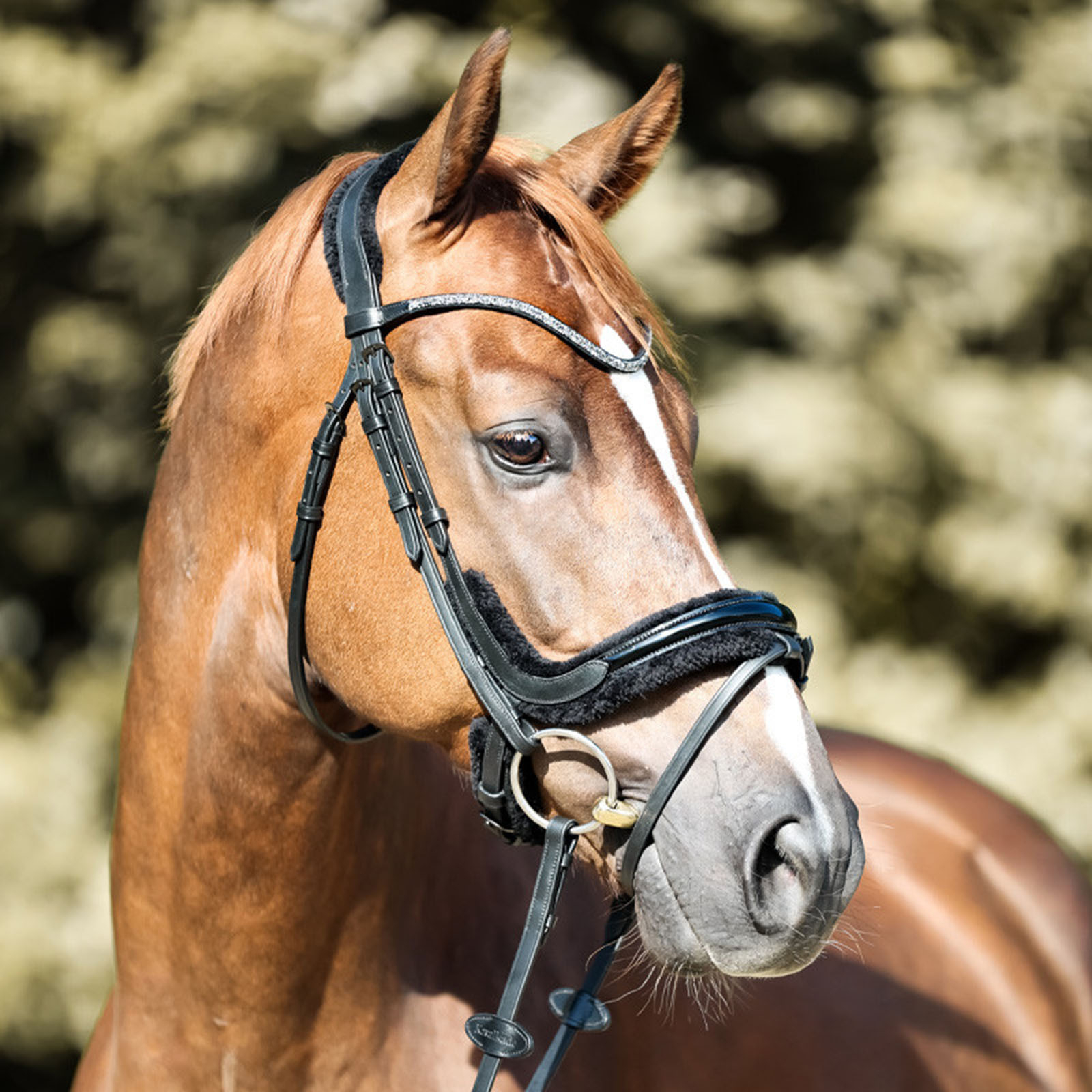 Kavalkade Ivella KavalSH4 Ogłowie