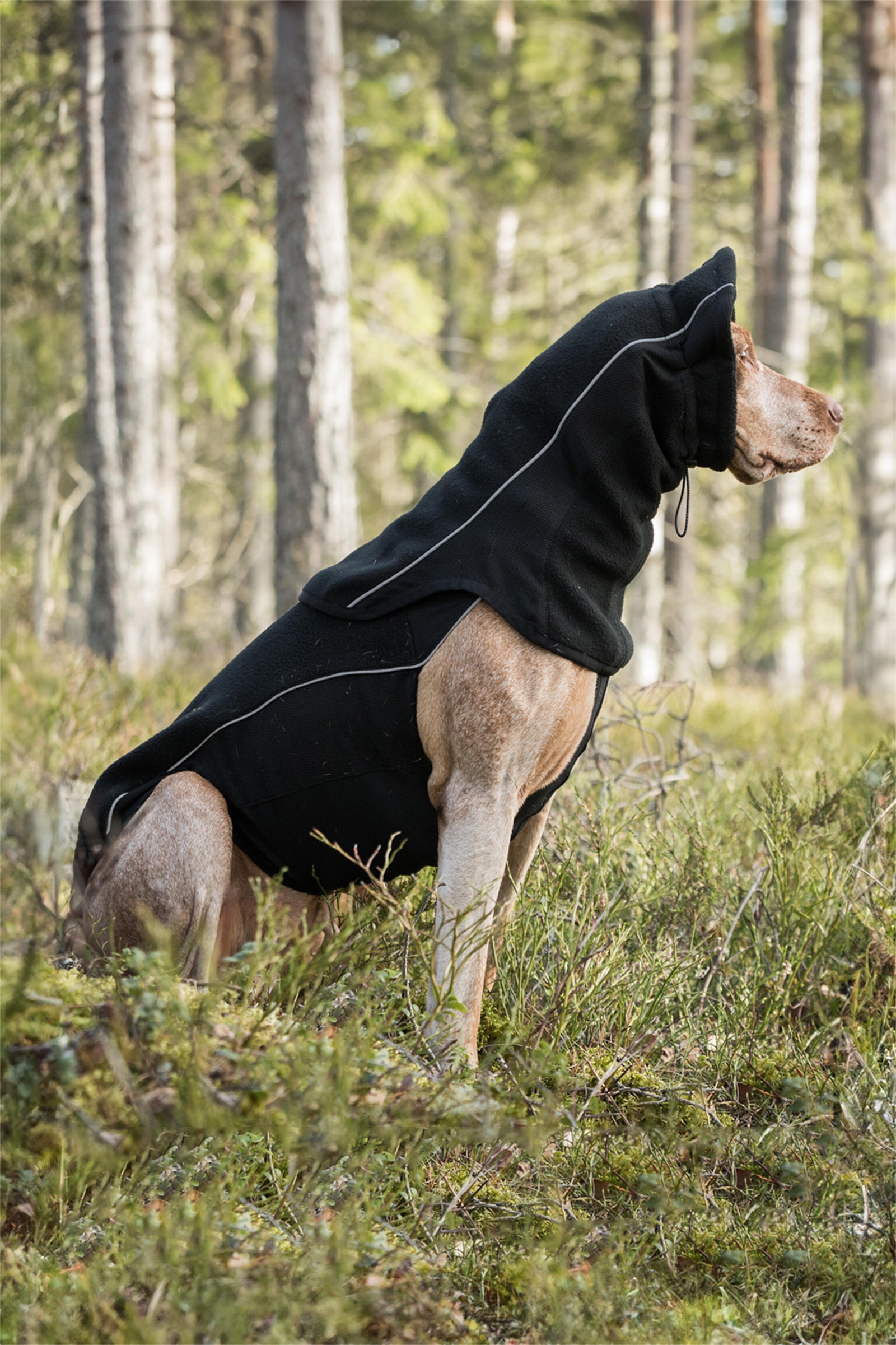 Back on Track Komin dla psa Benji