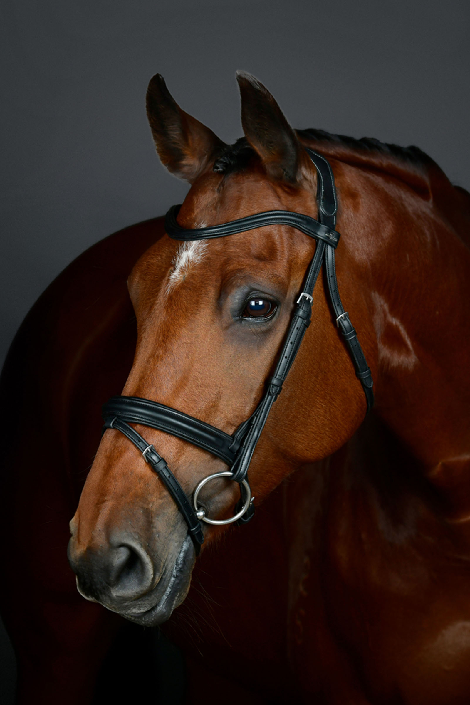 Black Collegiate Comfitec Opulux proste, wyściełane ogłowie z kombinowanym nachrapnikiem hanowerskim