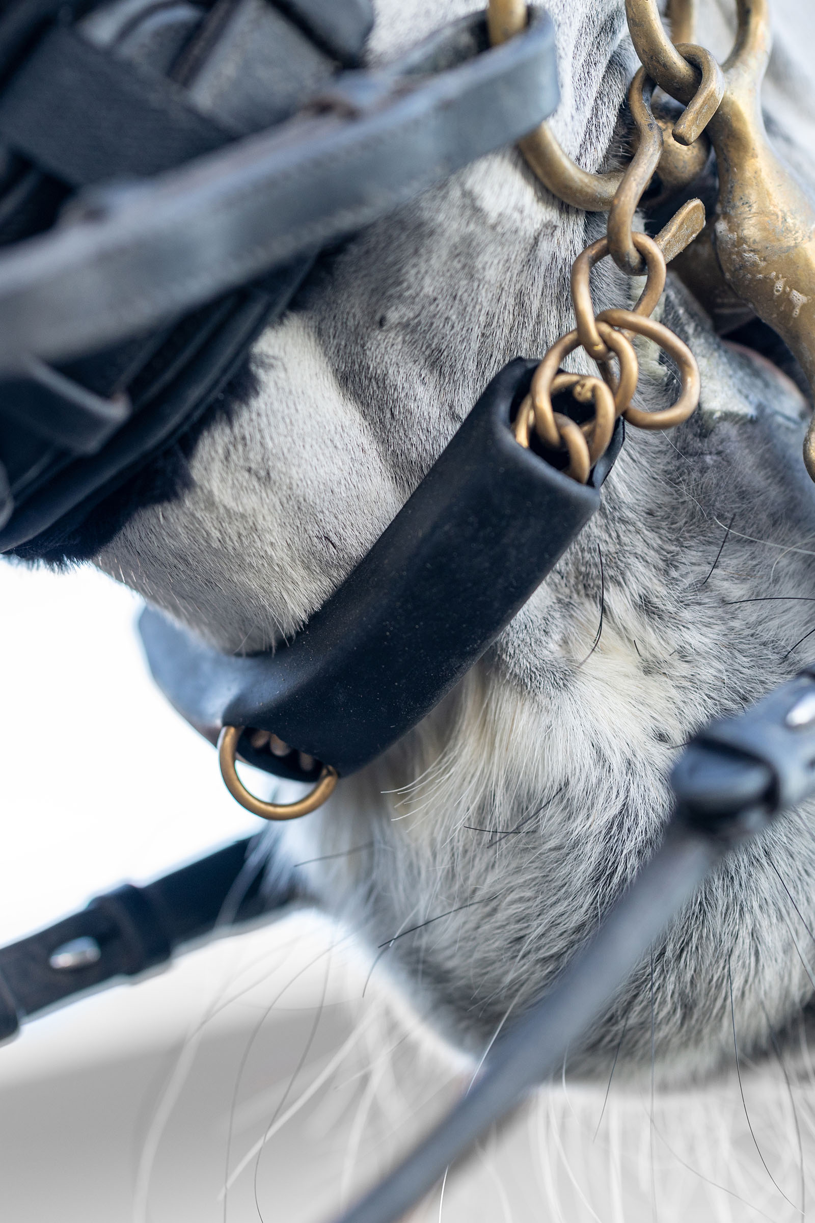 LeMieux osłona łańcuszka podbr&oacute;dkowego