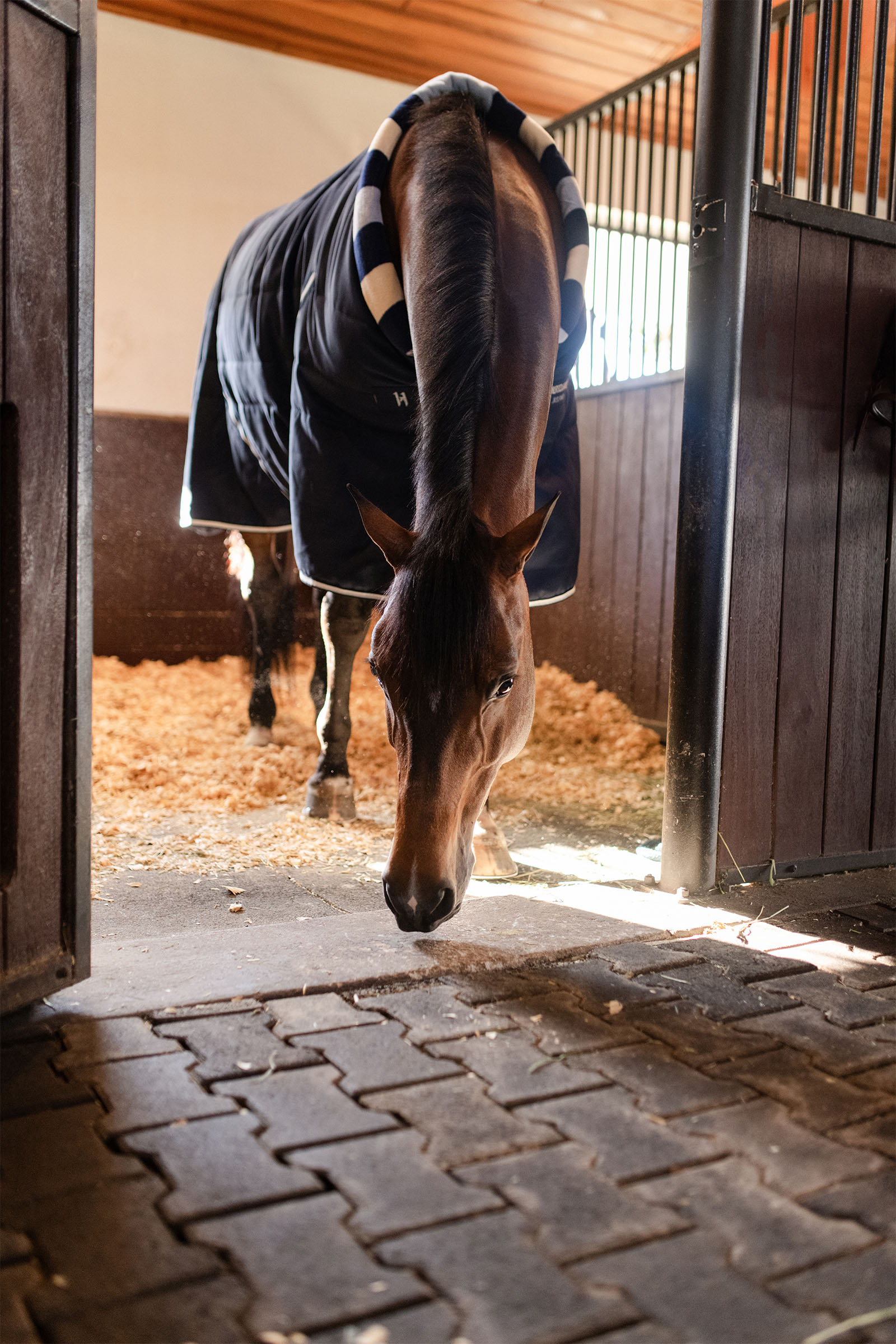 Horseware Newmarket Cosy Derka stajenna 100g