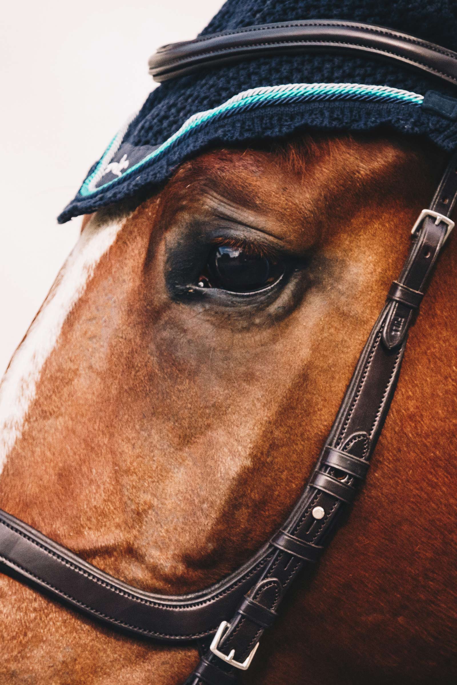 Schockemöhle Sports Equitus Delta Ogłowie