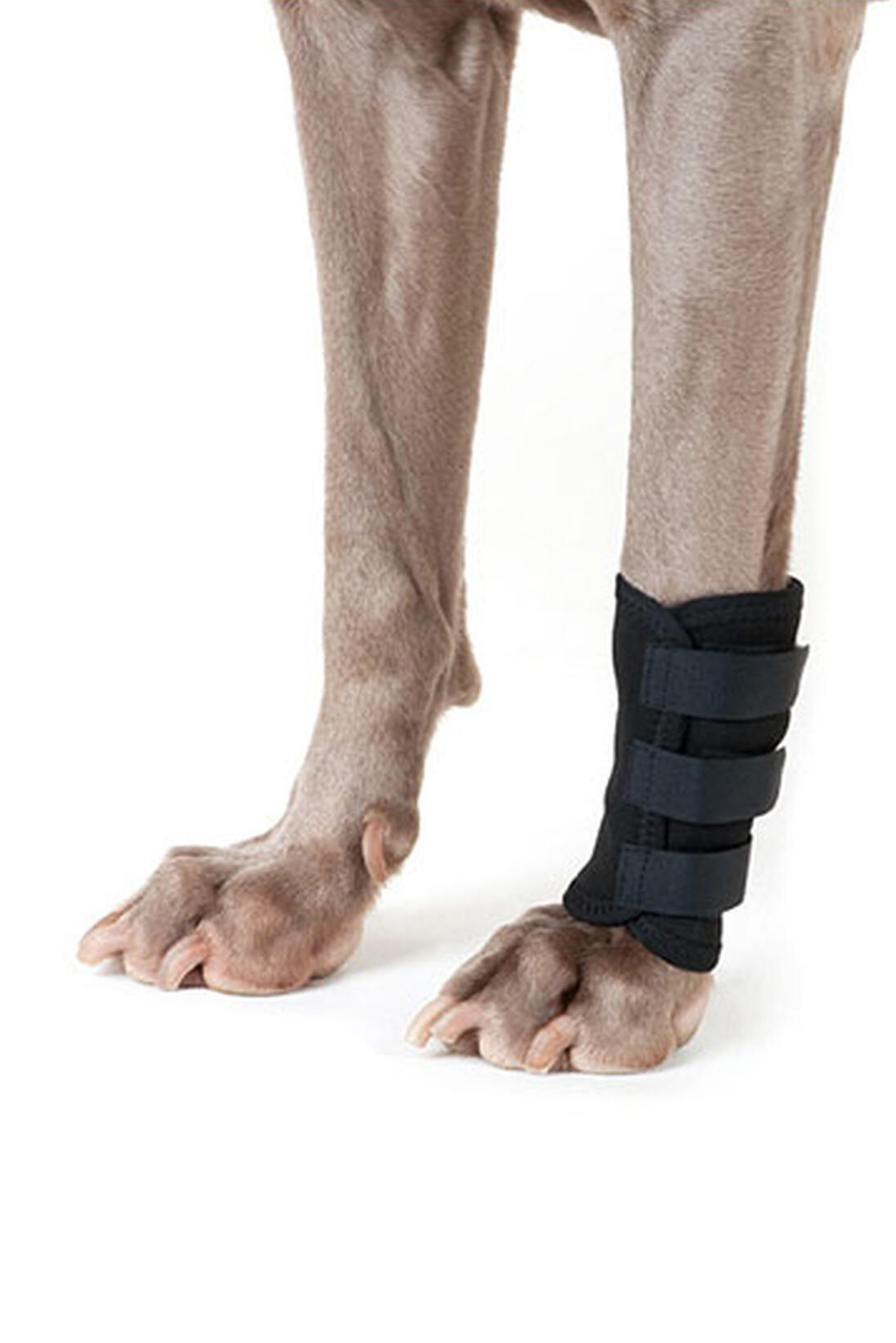 Ocieplacze na nogi dla psa Back on Track (1 szt.)