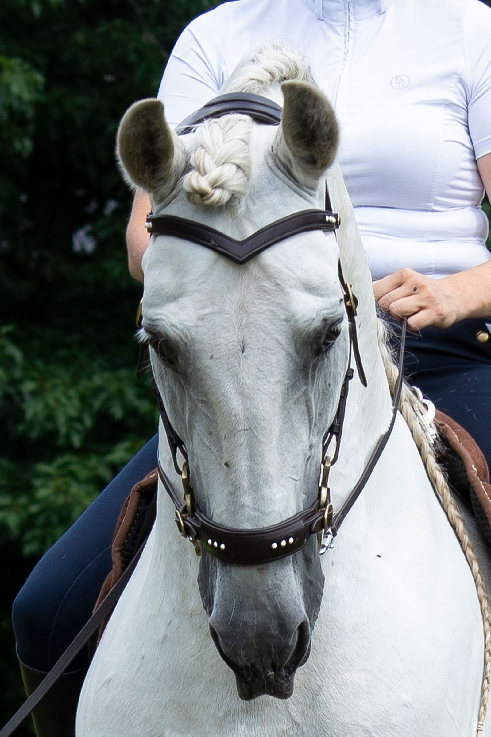 F.R.A. Freedom Riding Articles Glory oglowie Hackamore z wodzami (System 2), brązowy